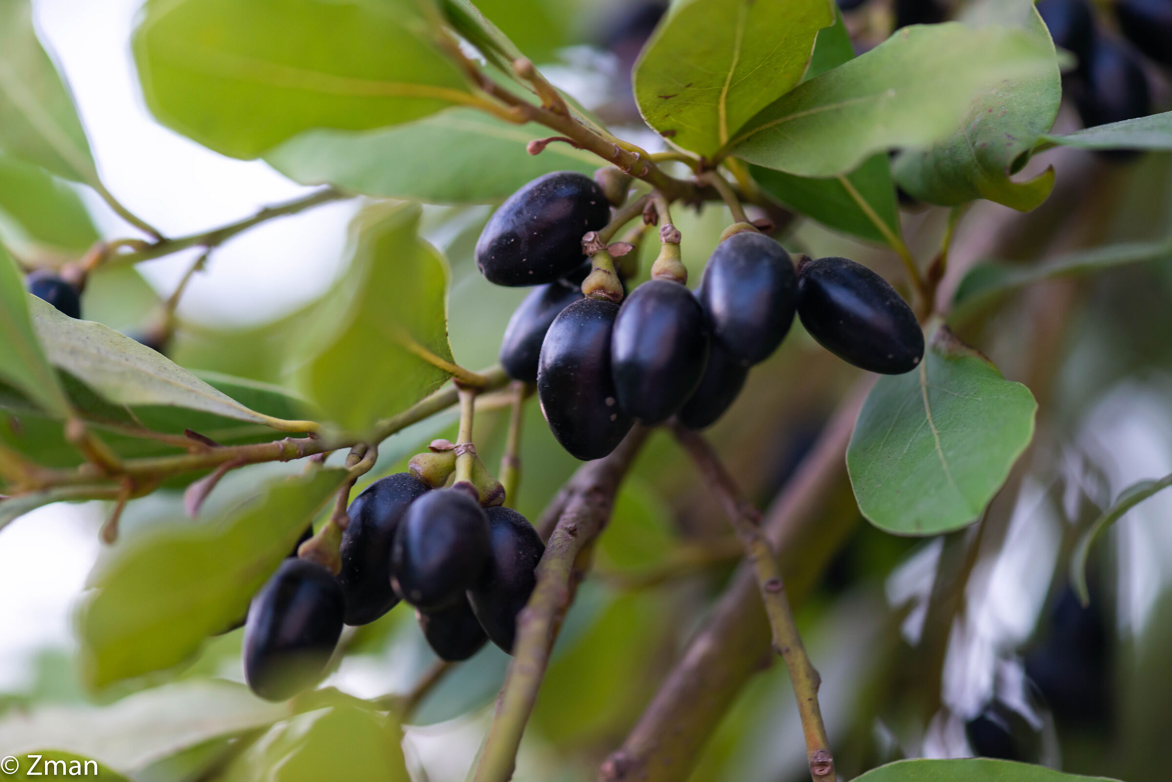 Bay Olives and Leaves