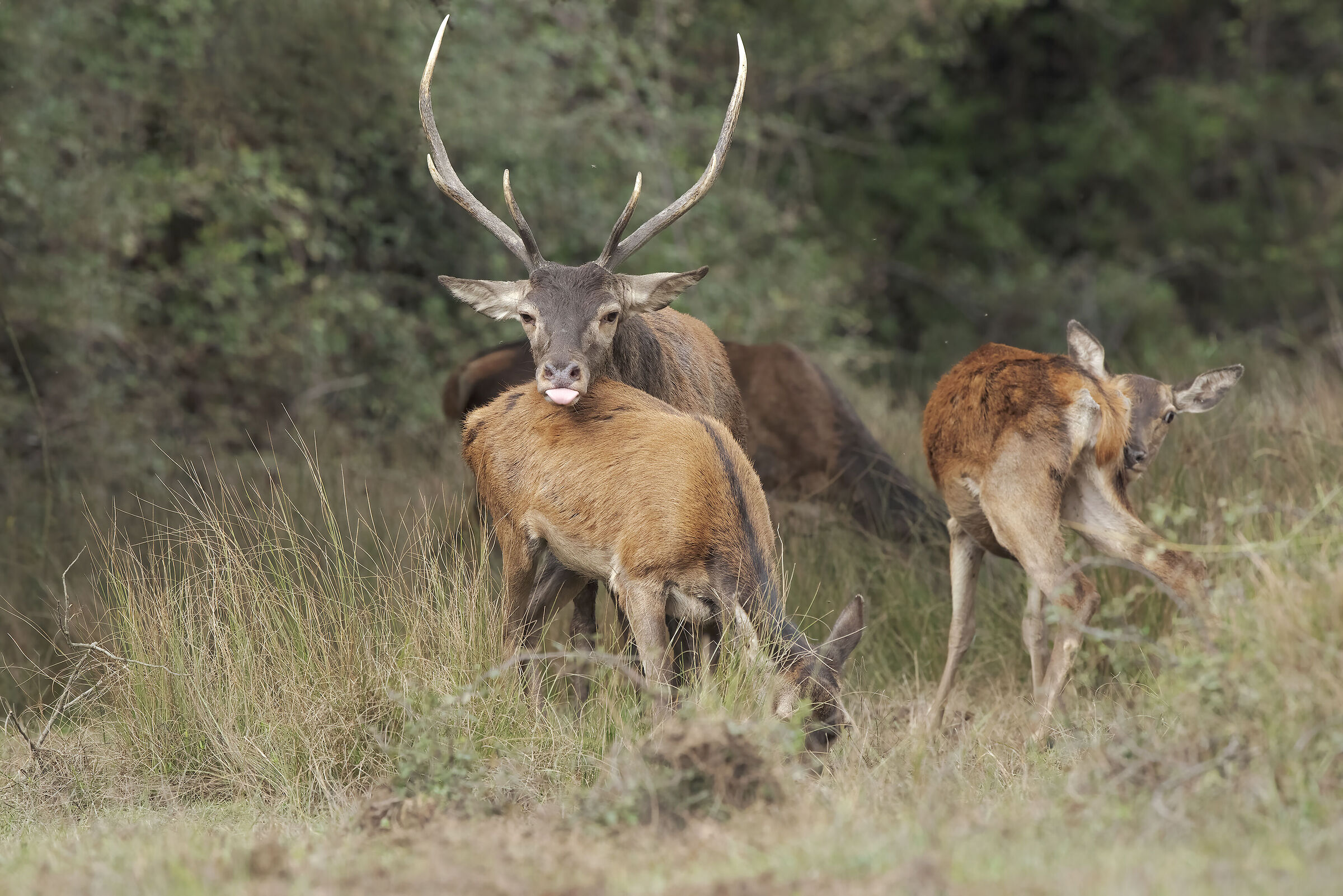 maschio campione di cervo sardo