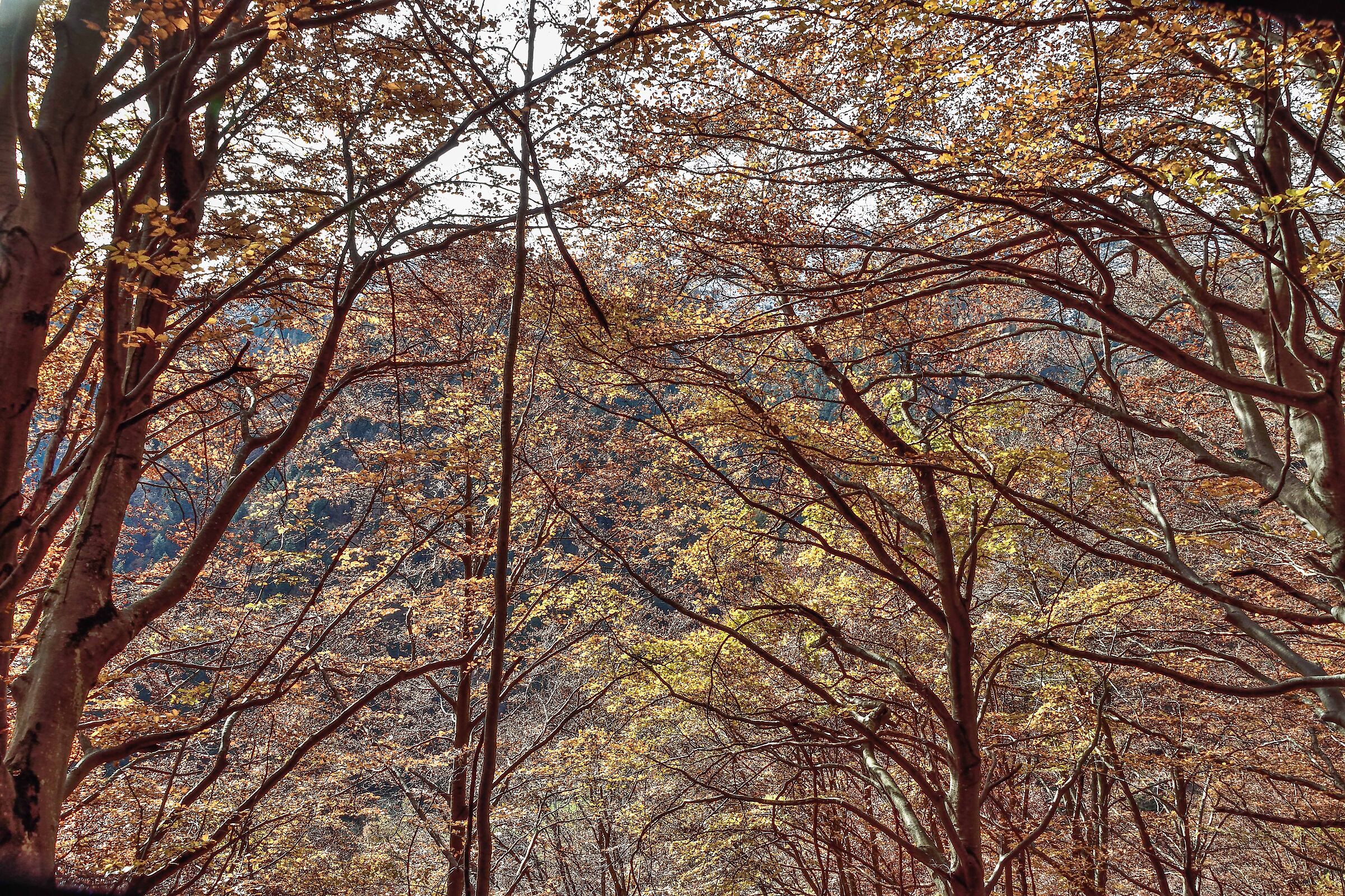 autunno 2020 ValSesia Val Mastallone
