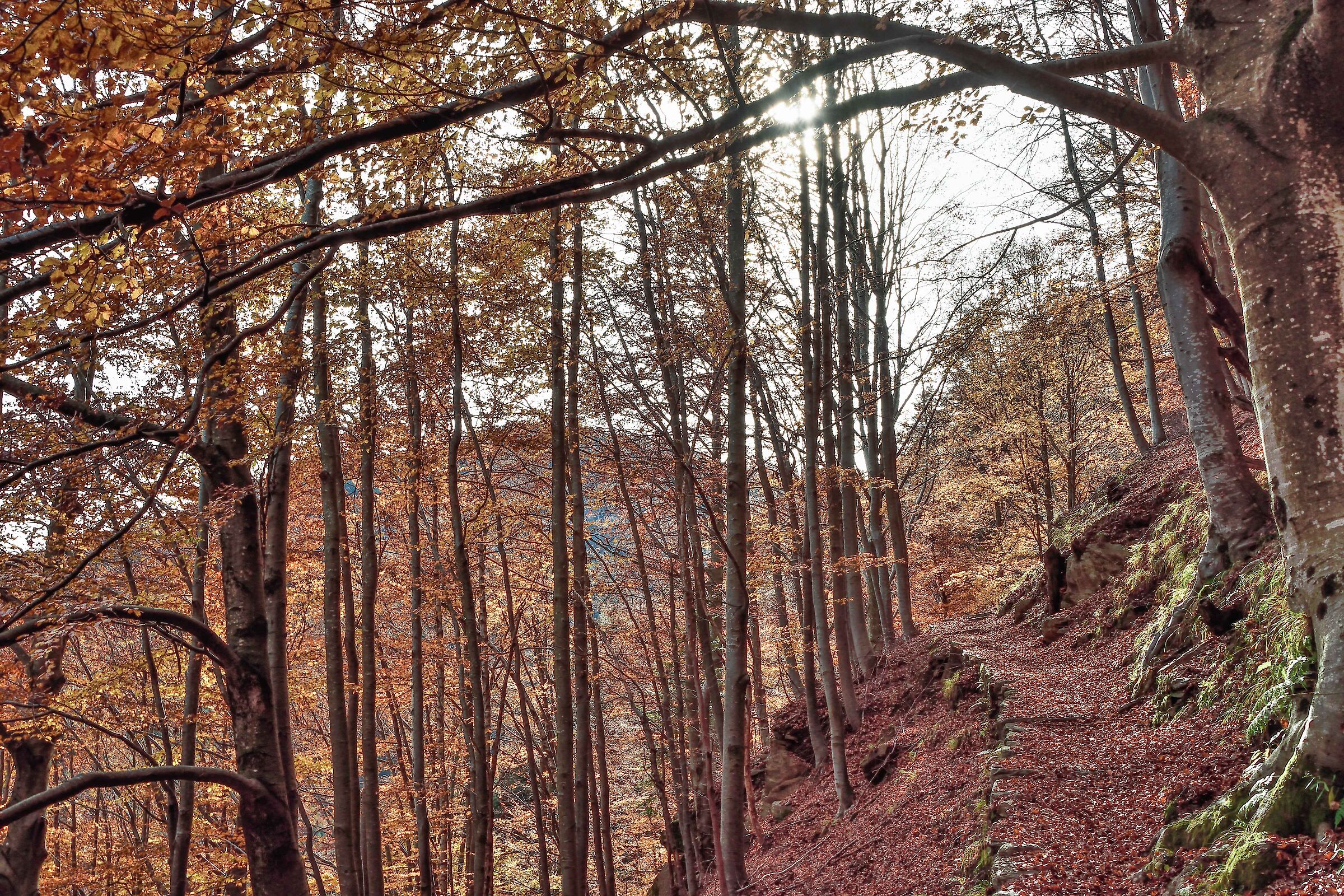 autunno 2020 ValSesia Val Mastallone