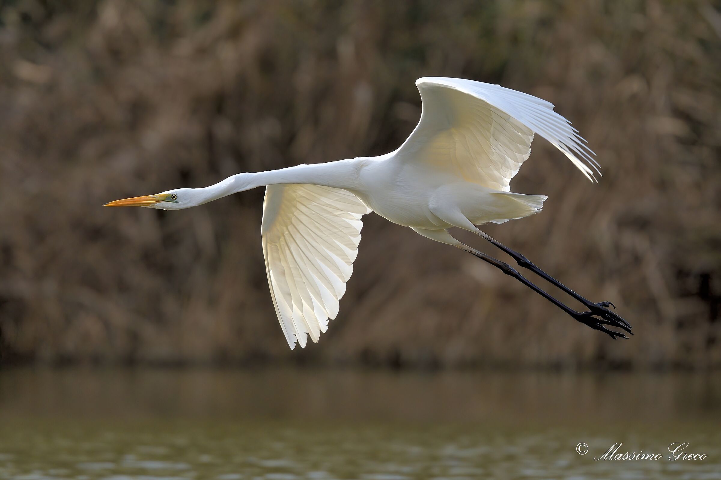 Airone bianco maggiore (Casmerodius albus)