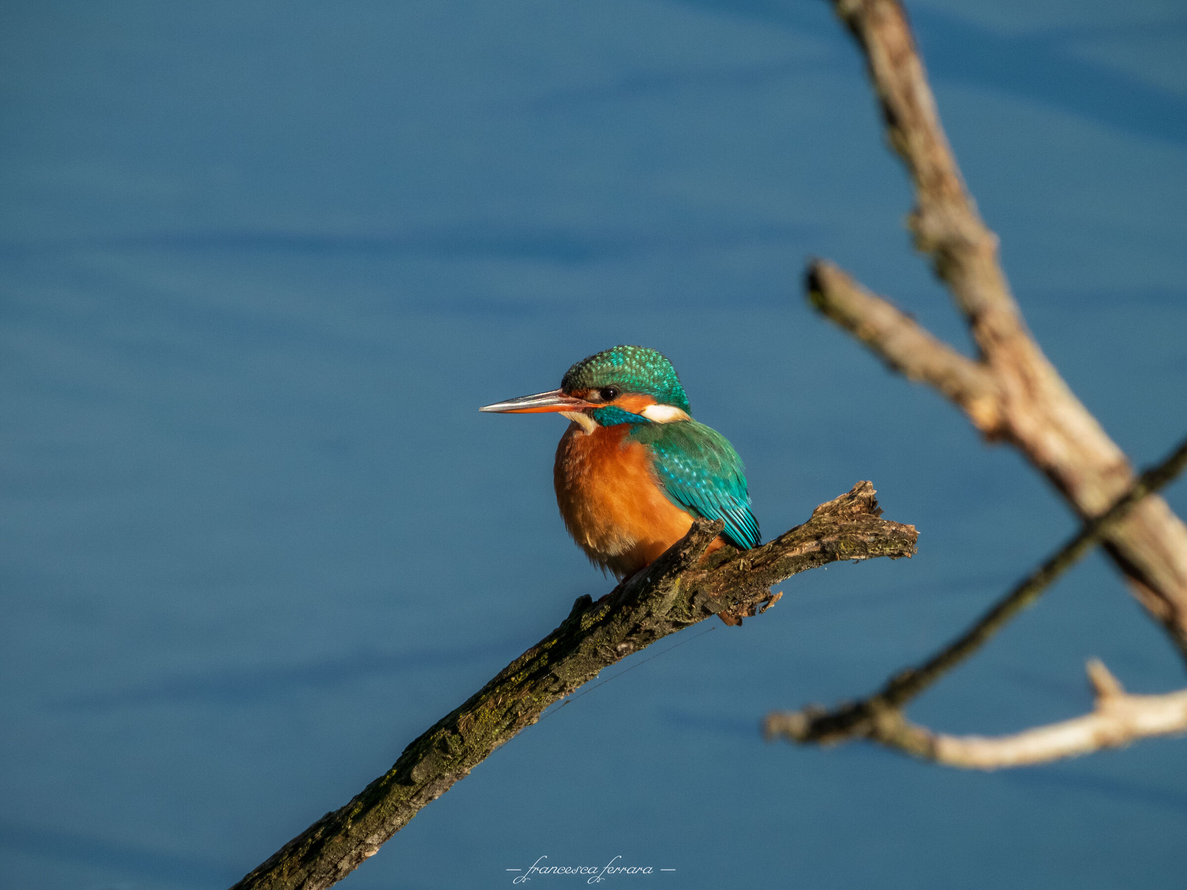 Martin Pescatore (Alcedo Atthis)3_femmina