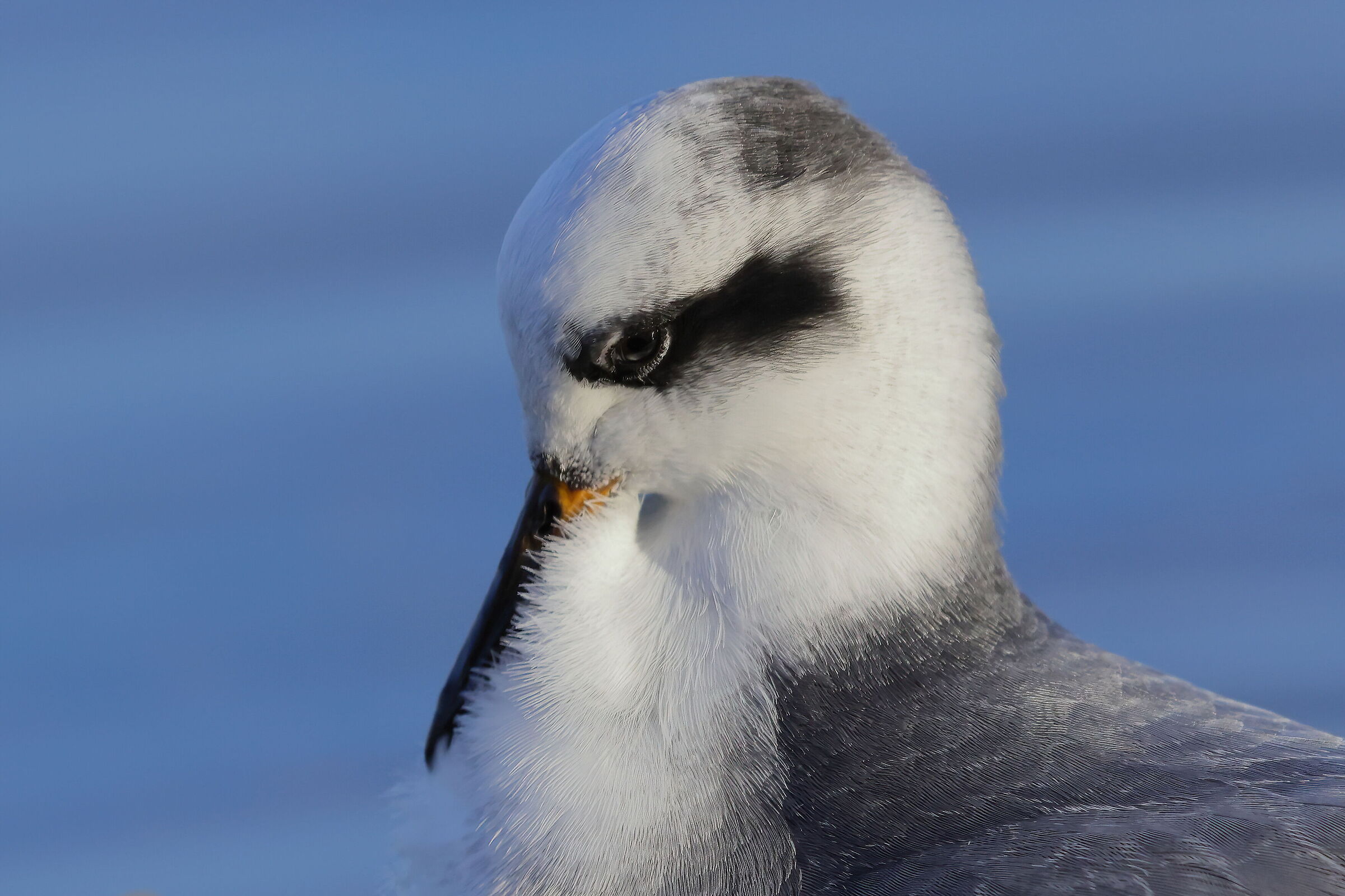 Red phalarope