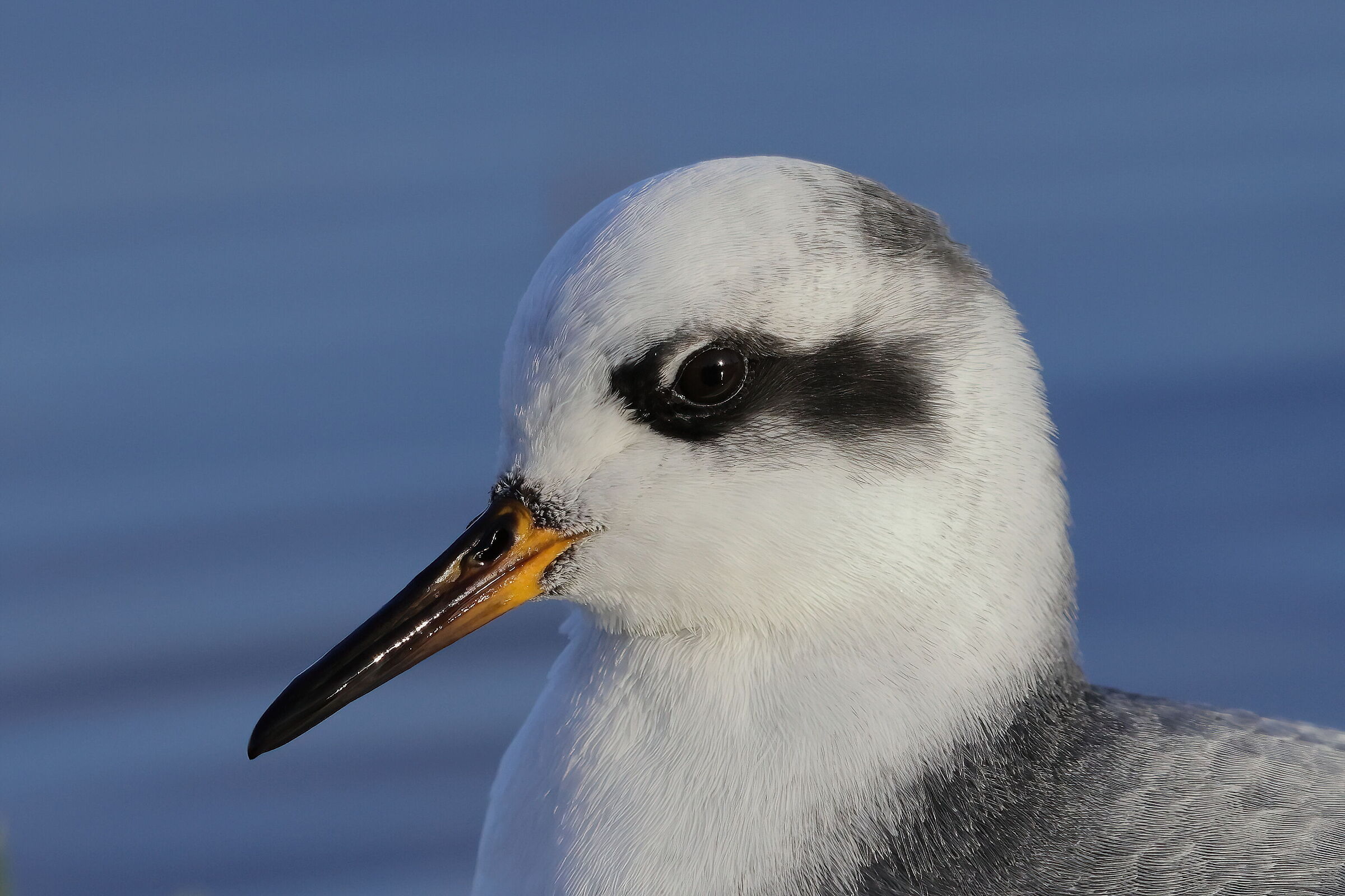 Red phalarope