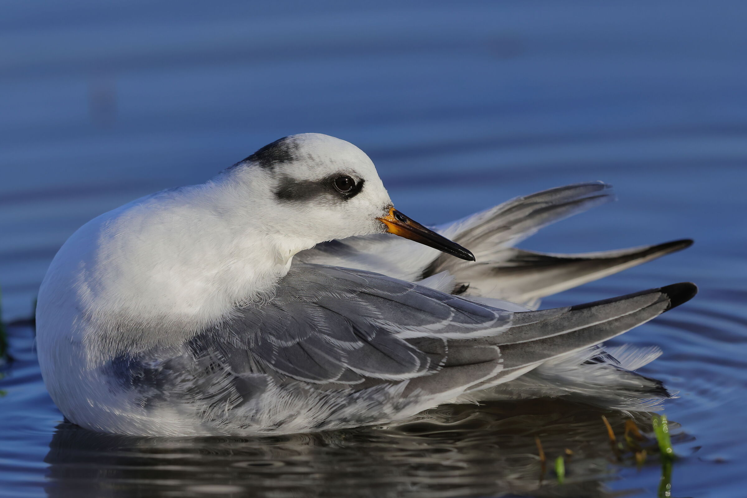 Red phalarope