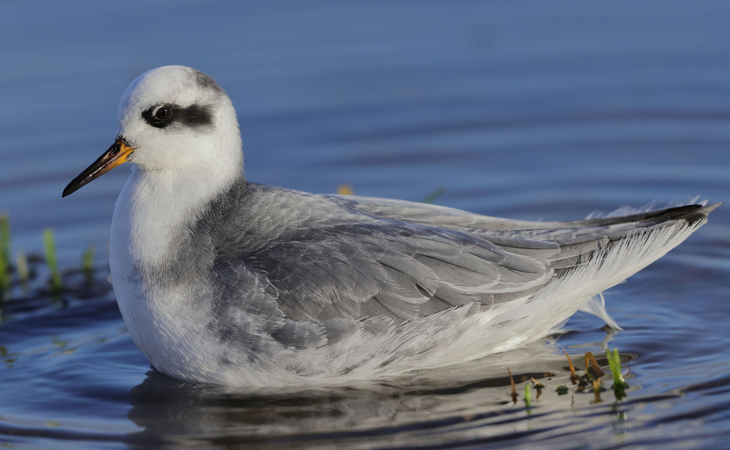 Red phalarope