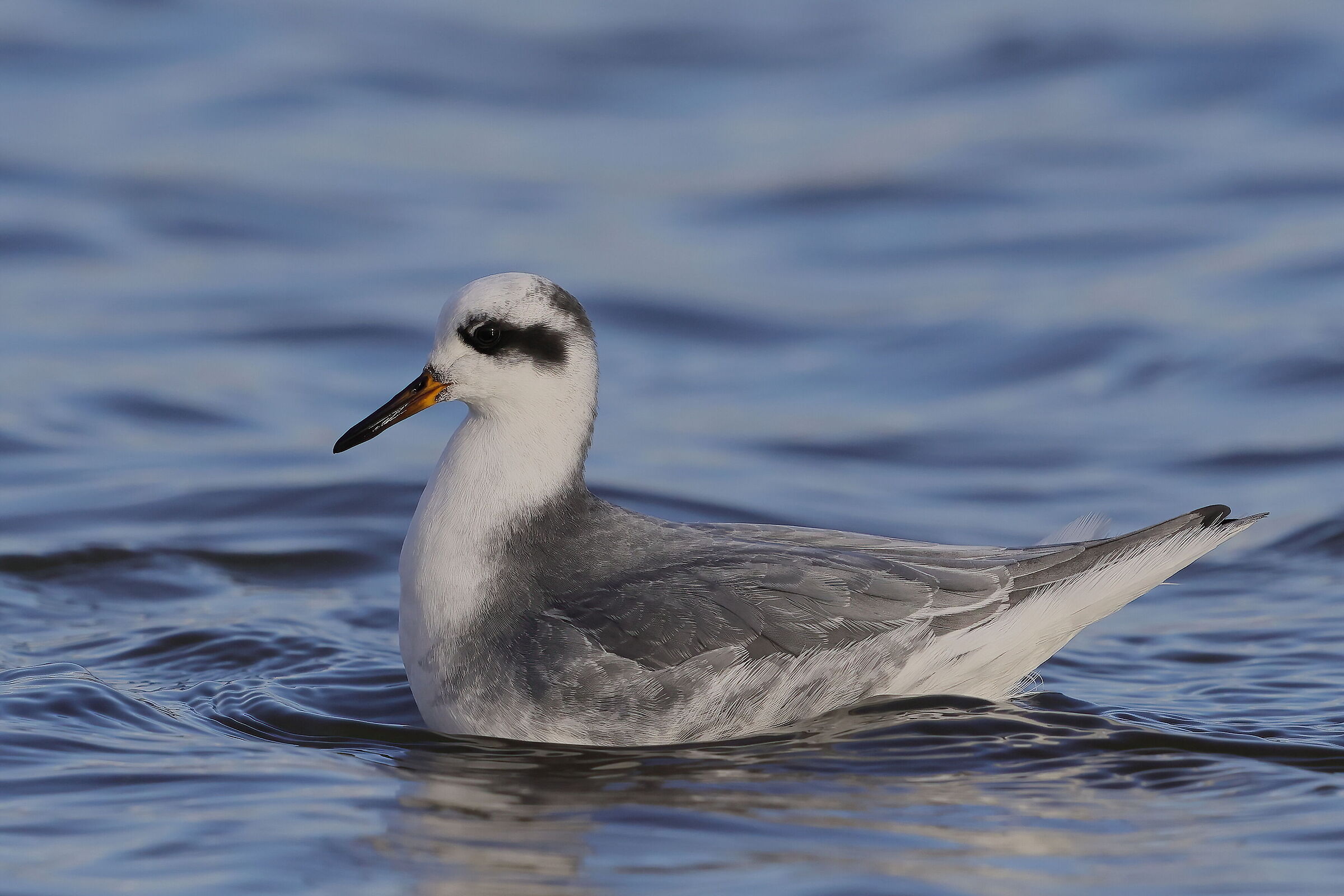 Red phalarope
