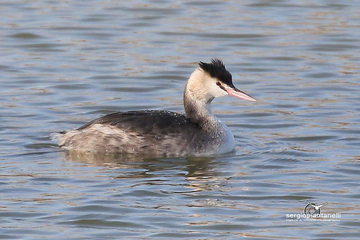 Grebe