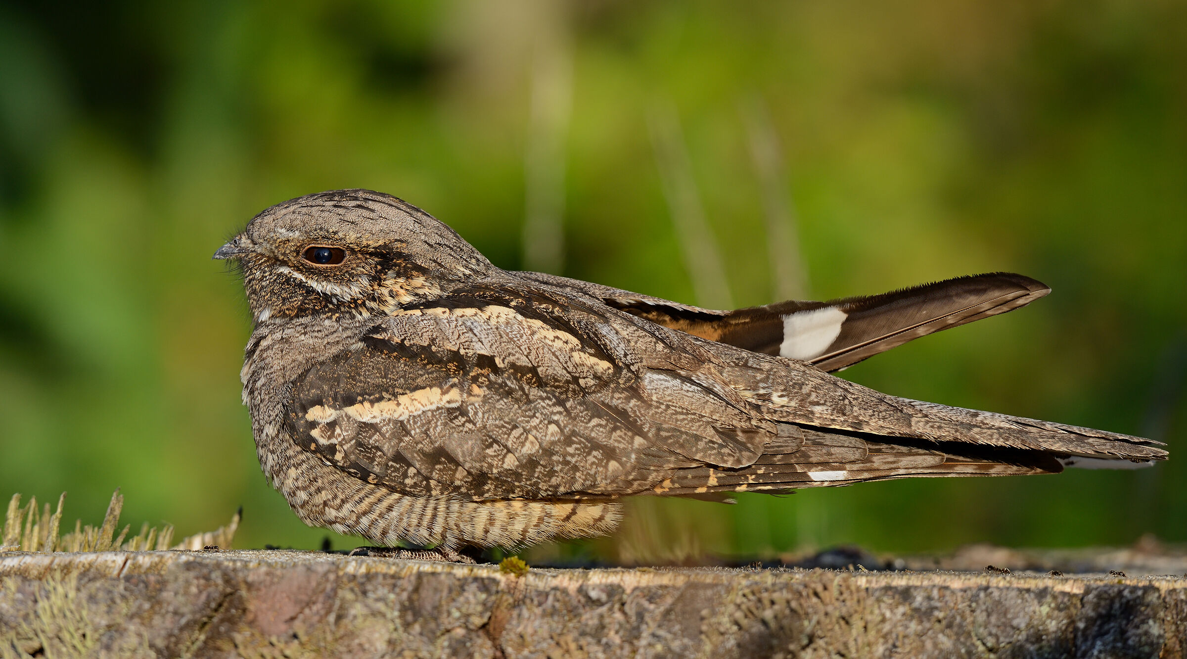 European nightjar