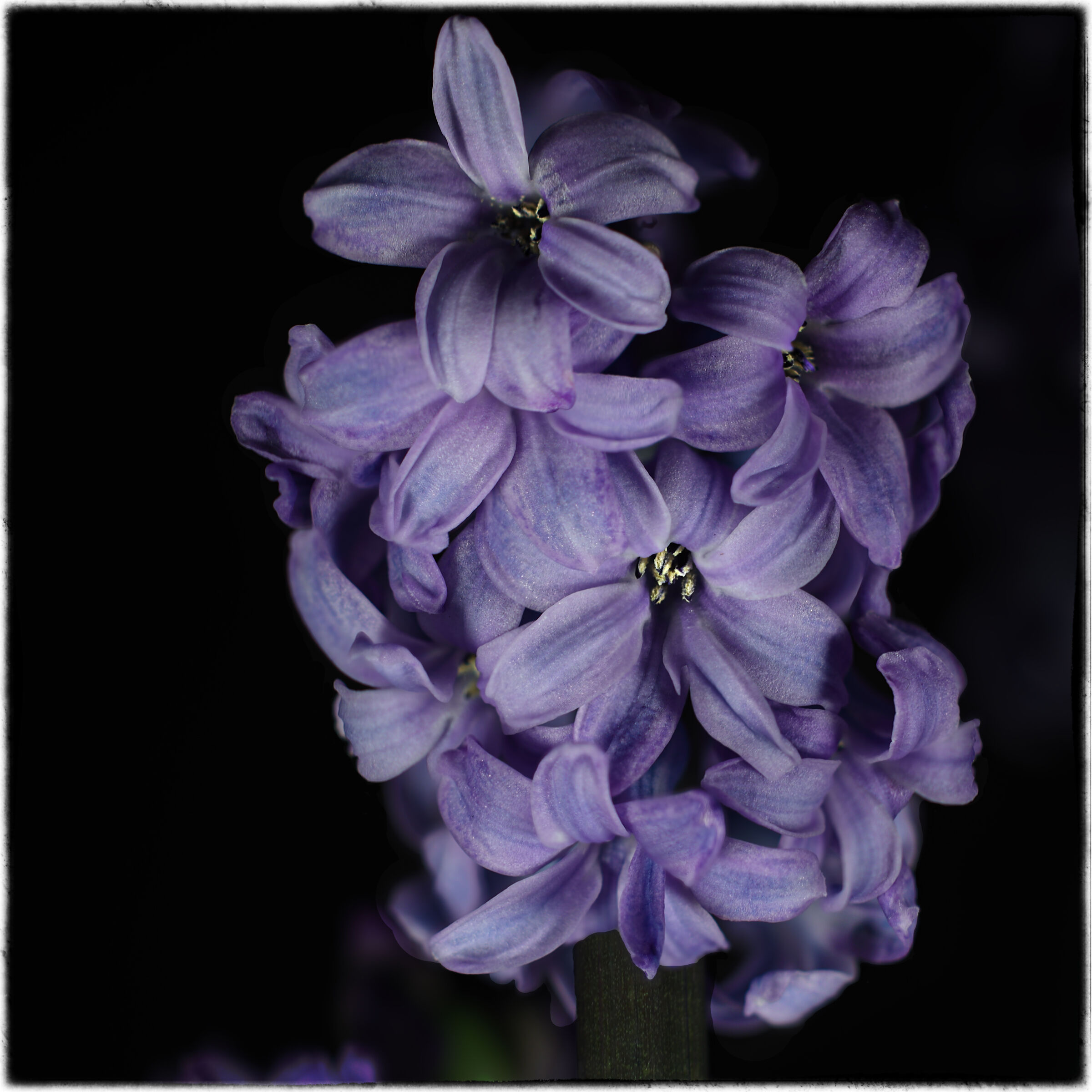 Hyacinthus