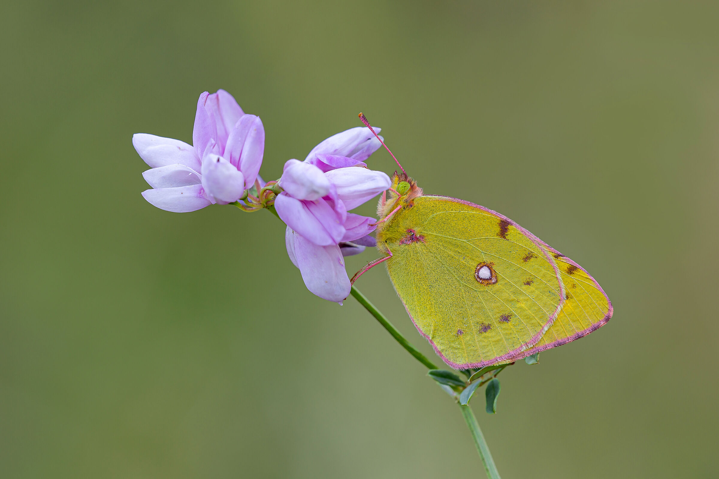 Colias crocea