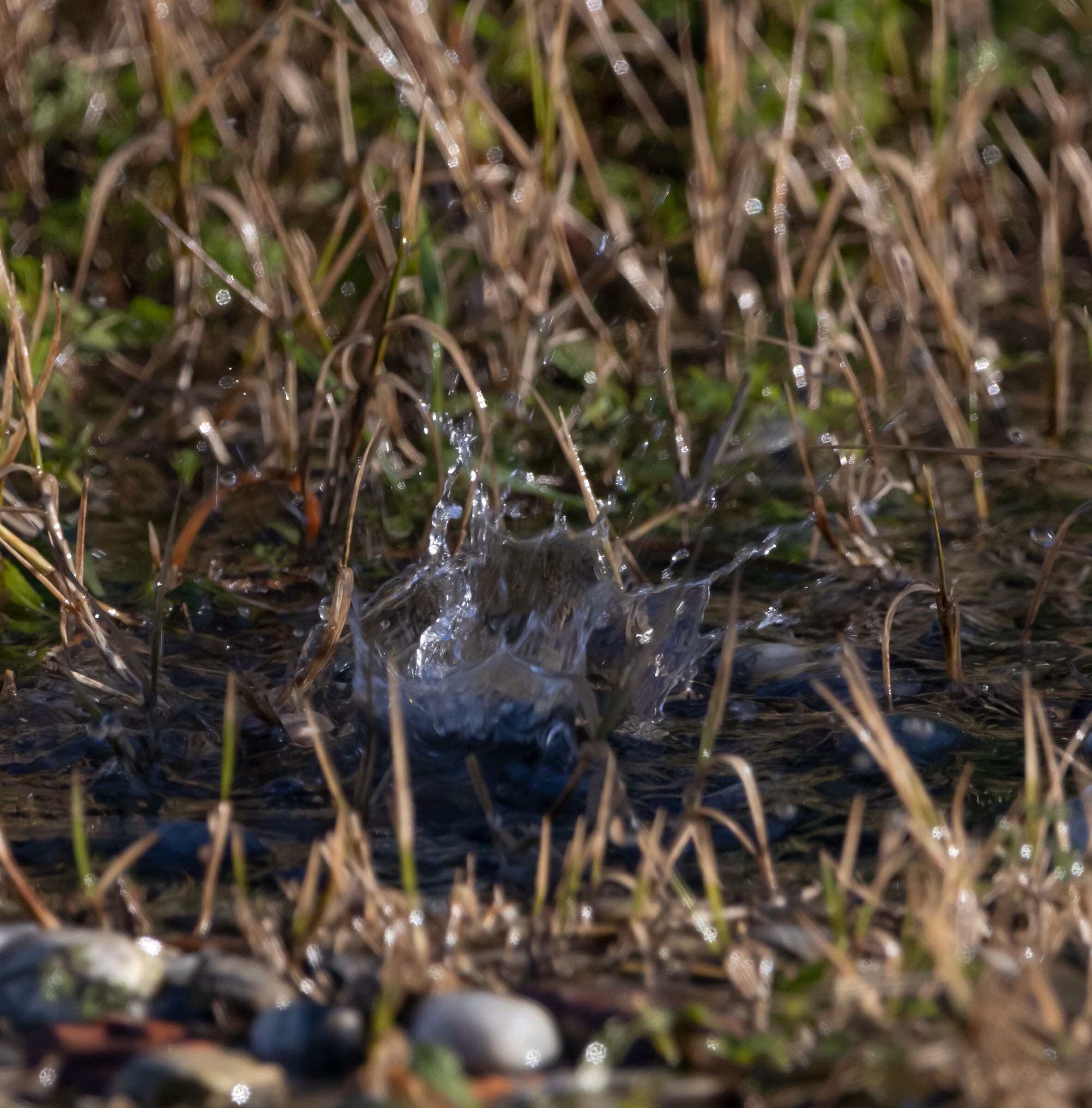 gocce che cadono a terra da un rimorchio 11/12/2021