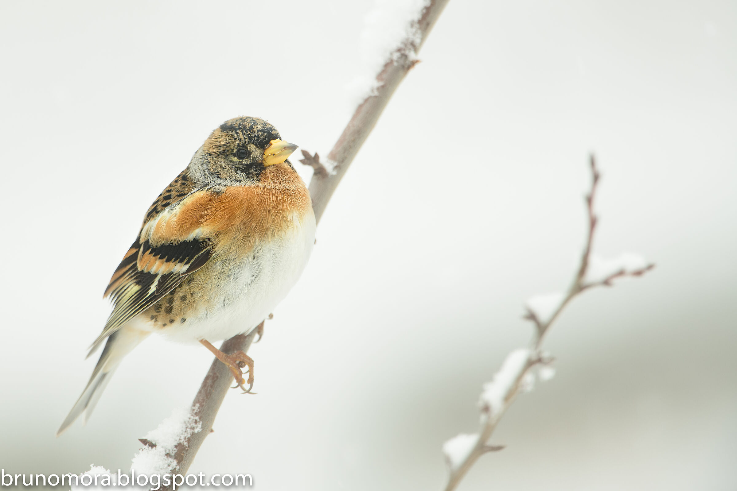 Brambling