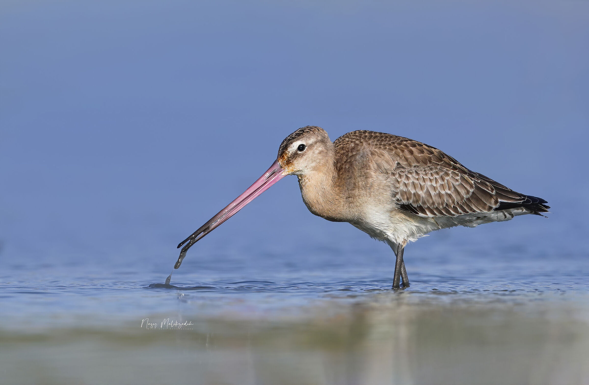 Godwit
