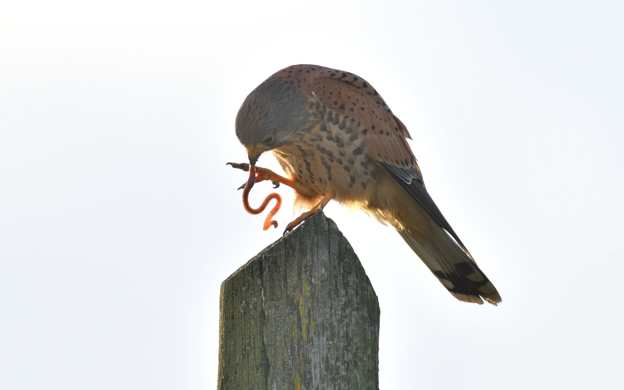 il pranzo  del gheppio...