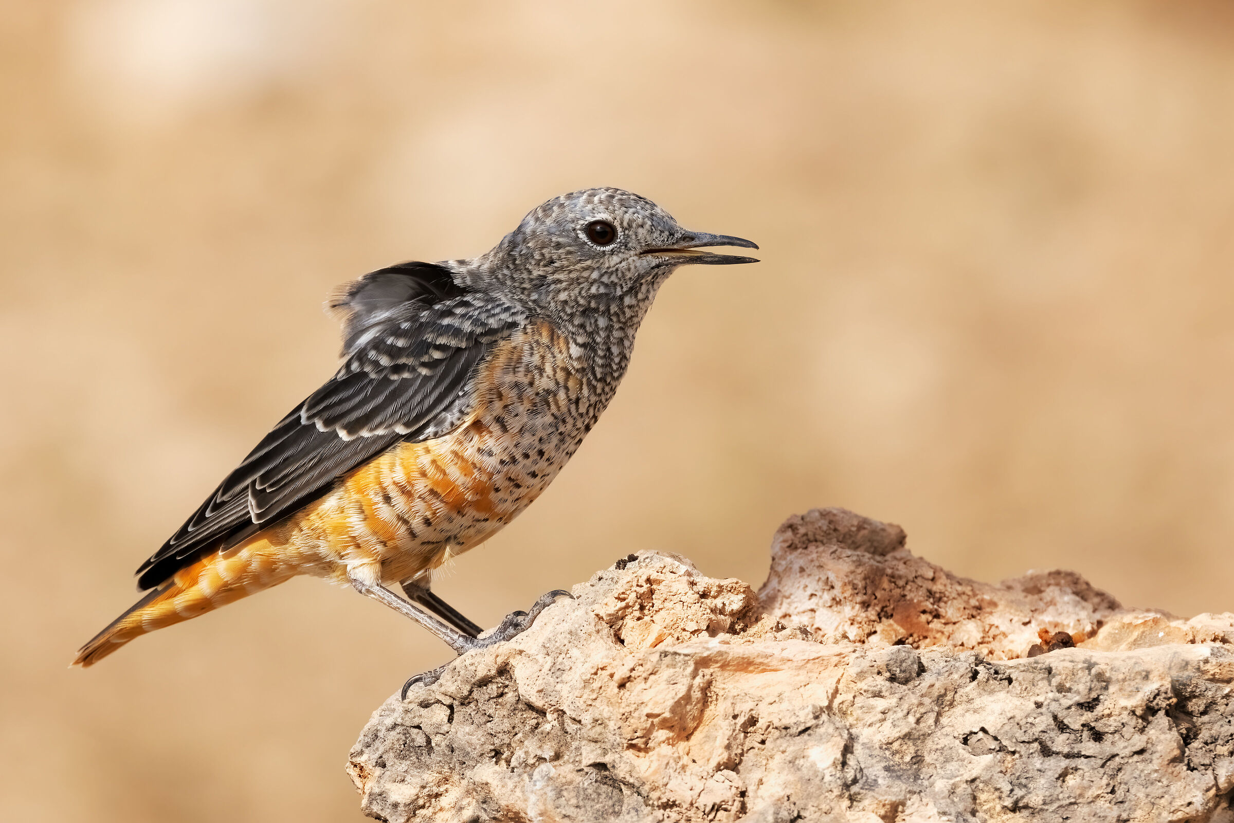 Redstart (Monticola saxatilis)