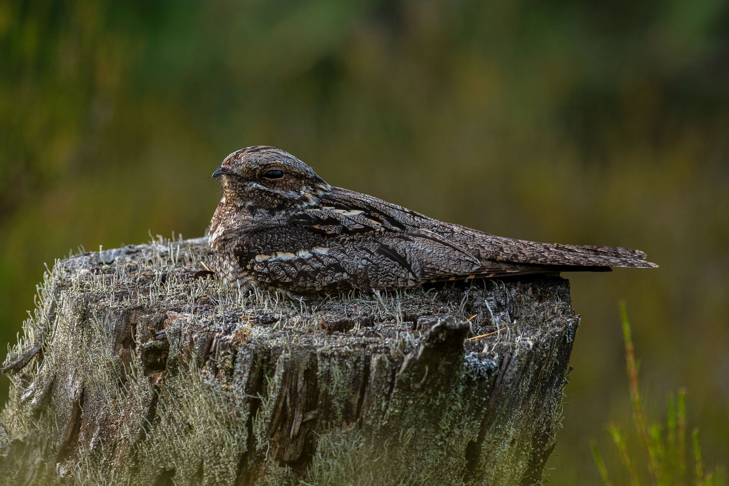 European nightjar