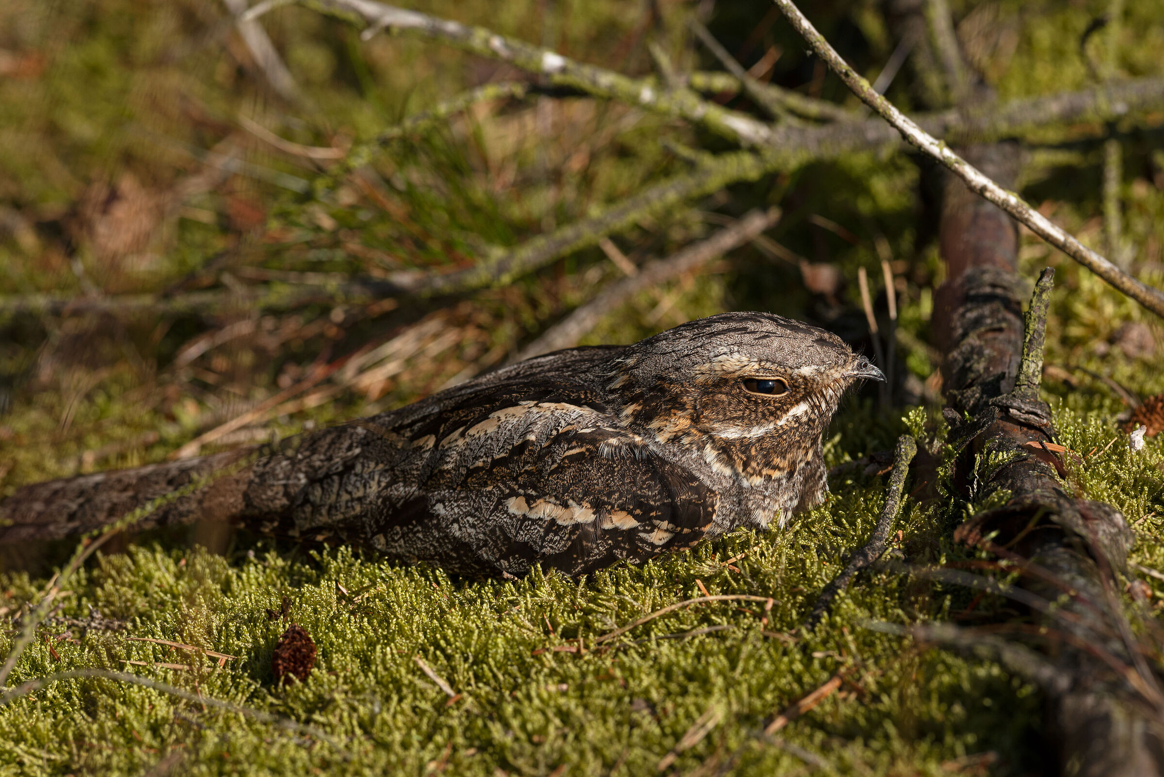 European nightjar