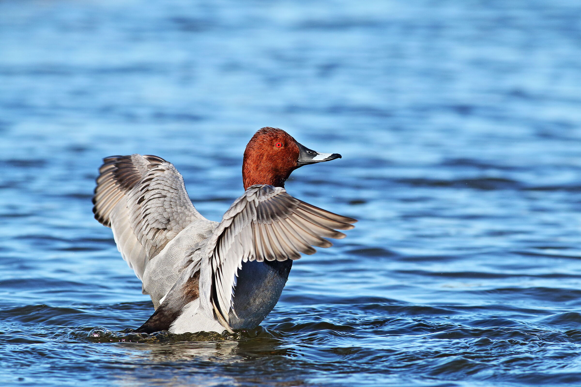 Common pochard