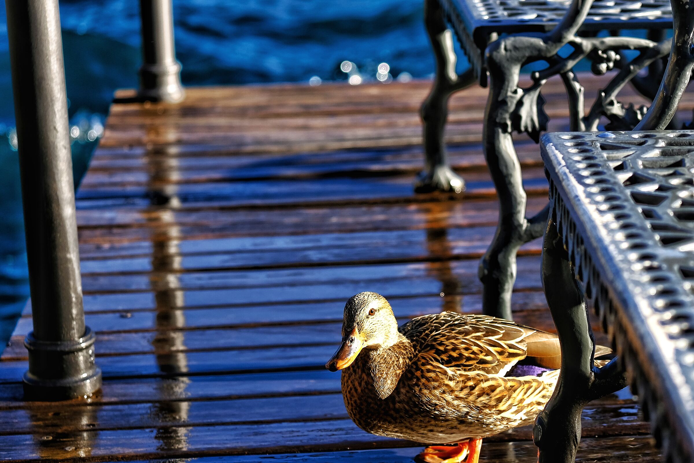 The duck bench