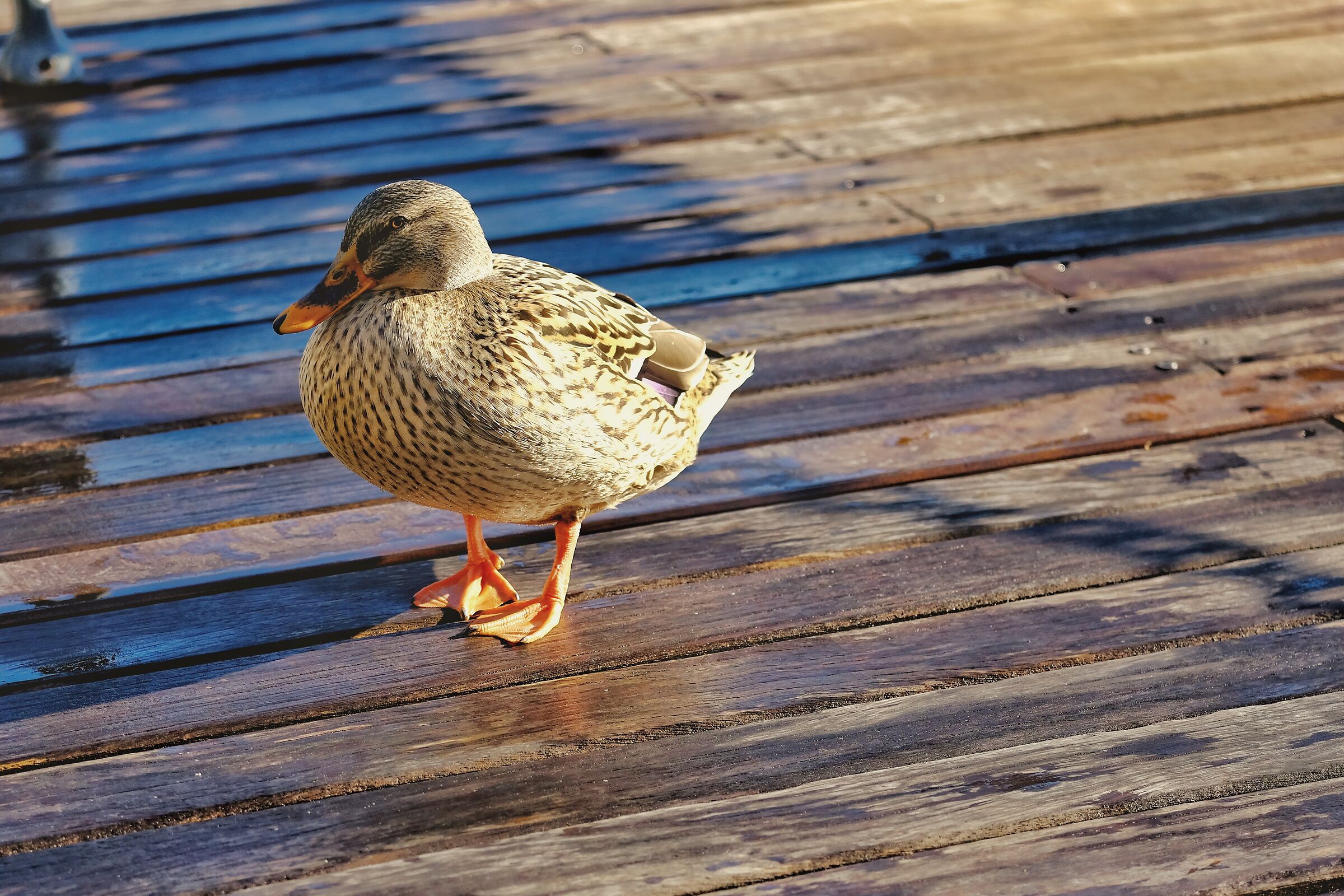 Wharf