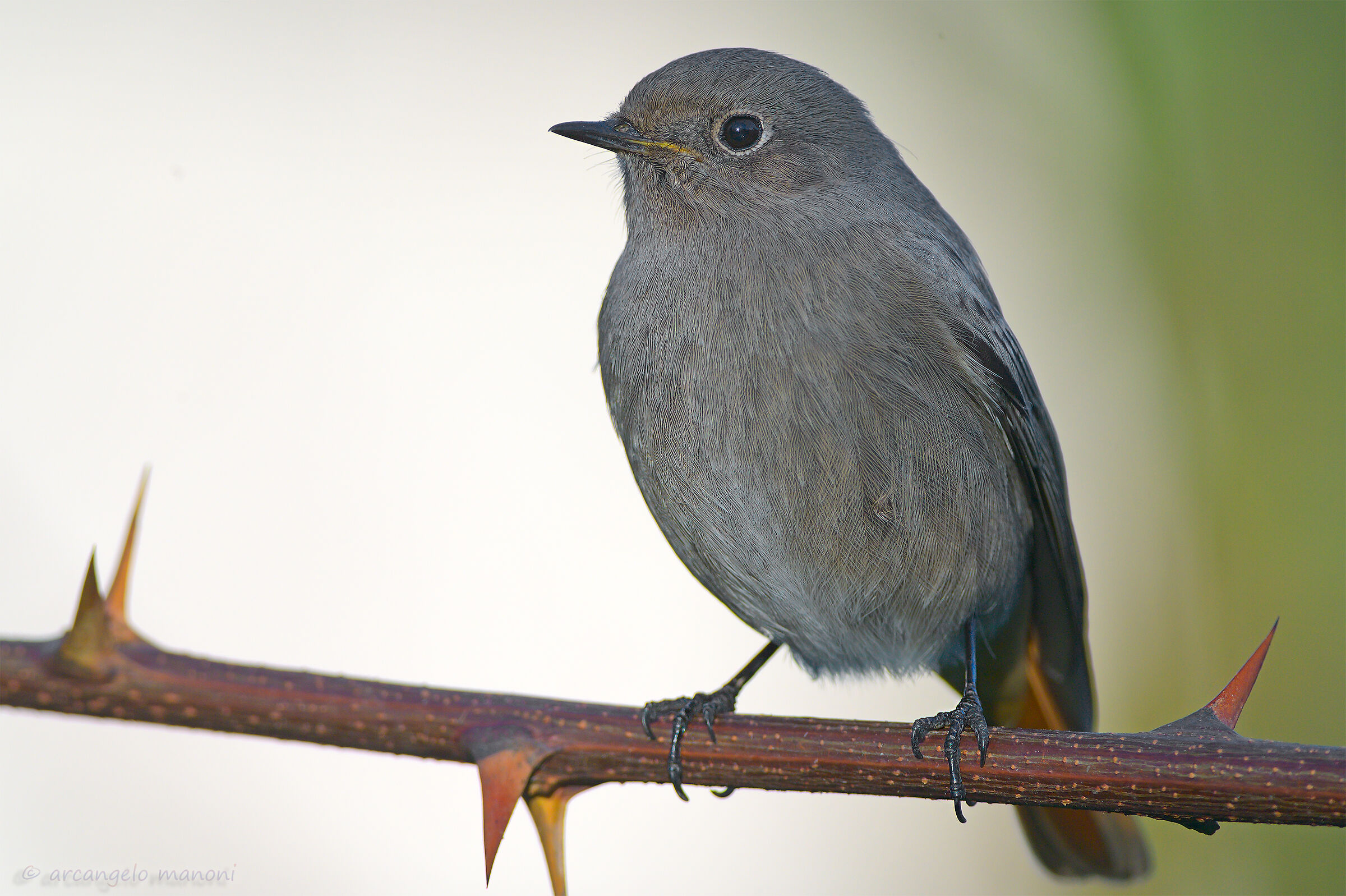 The return of the redstart