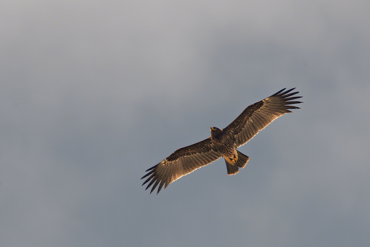 Aquila anatraia maggiore