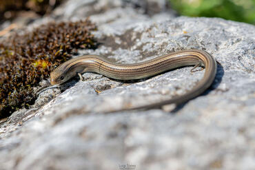 Chalcides chalcides