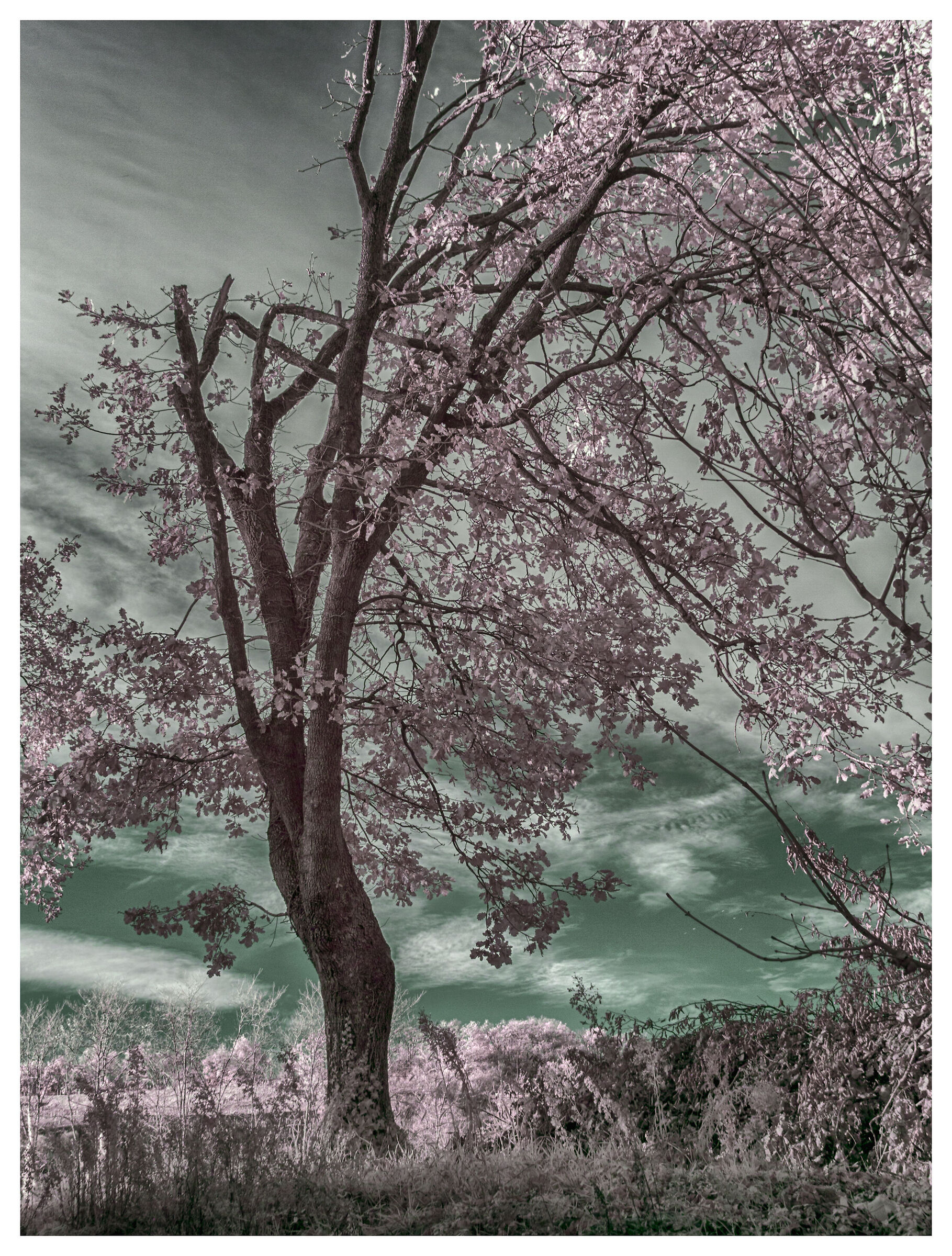 L'albero che non c'è