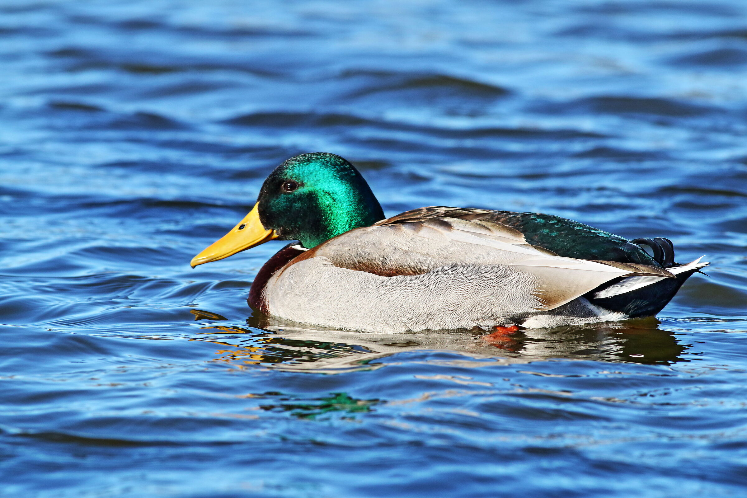 Mallard