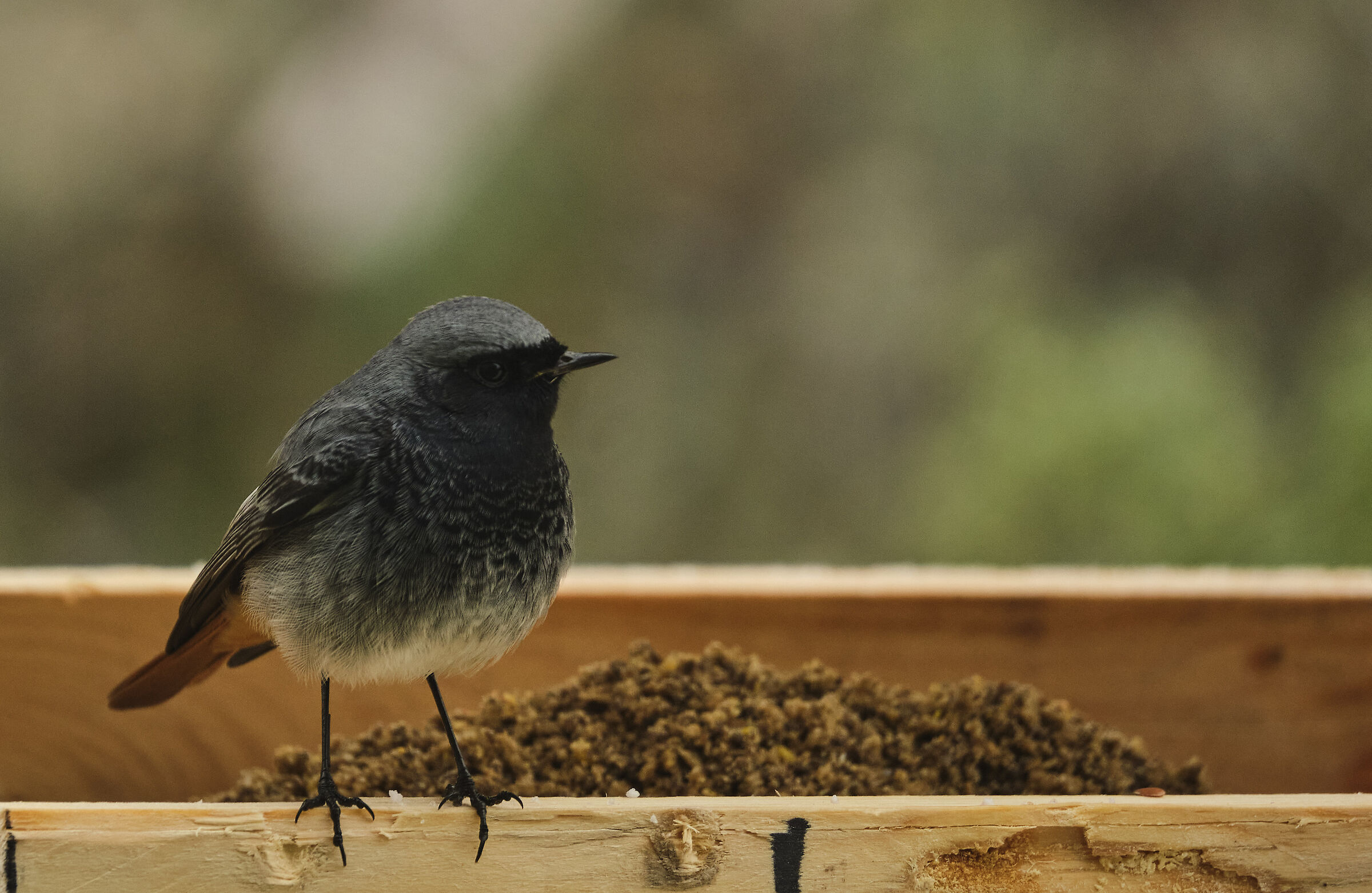 Codirosso spazzacamino