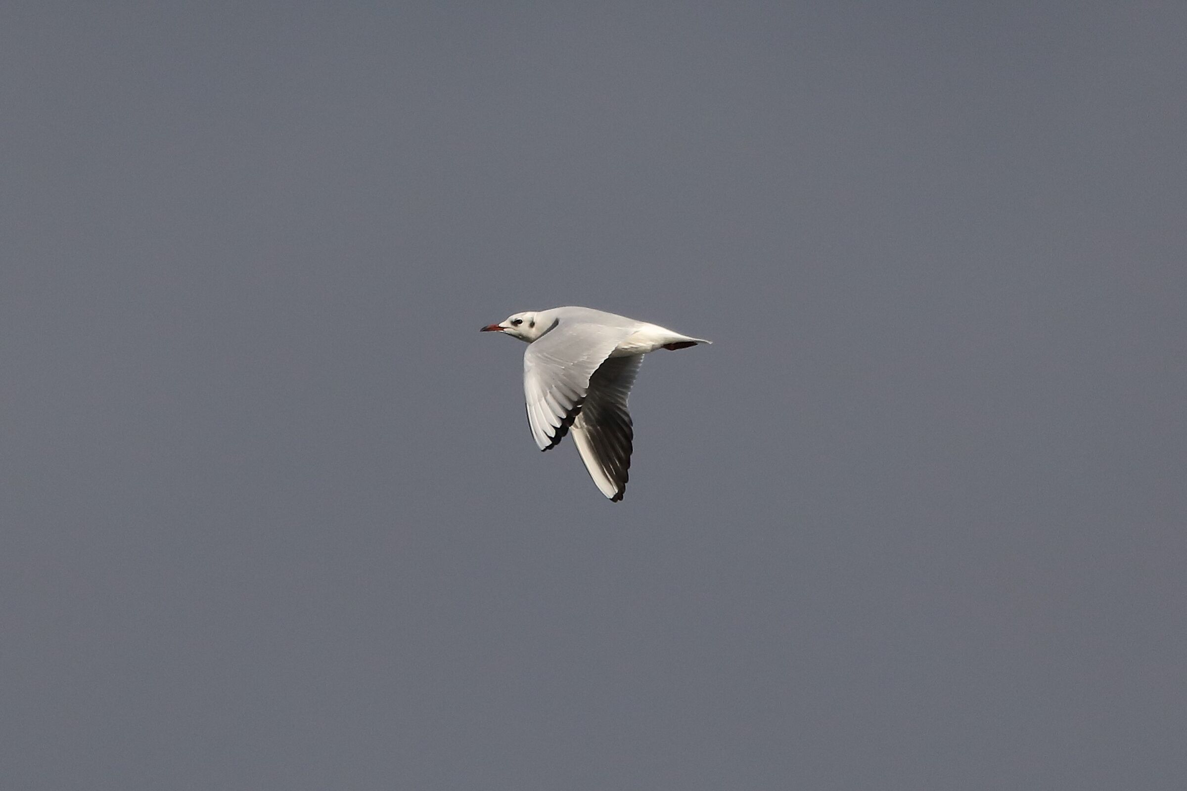 Land gull