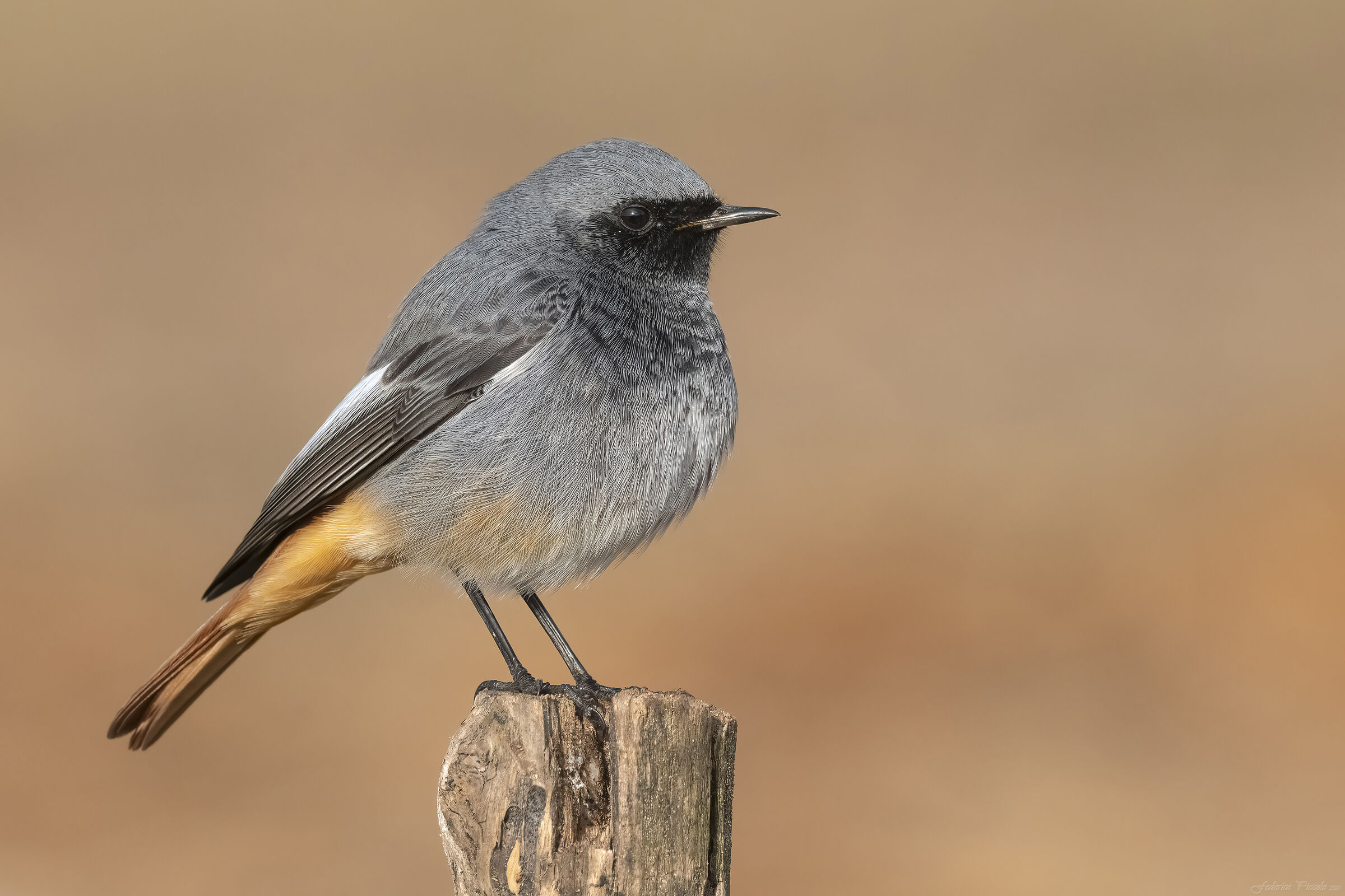 Codirosso spazzacamino