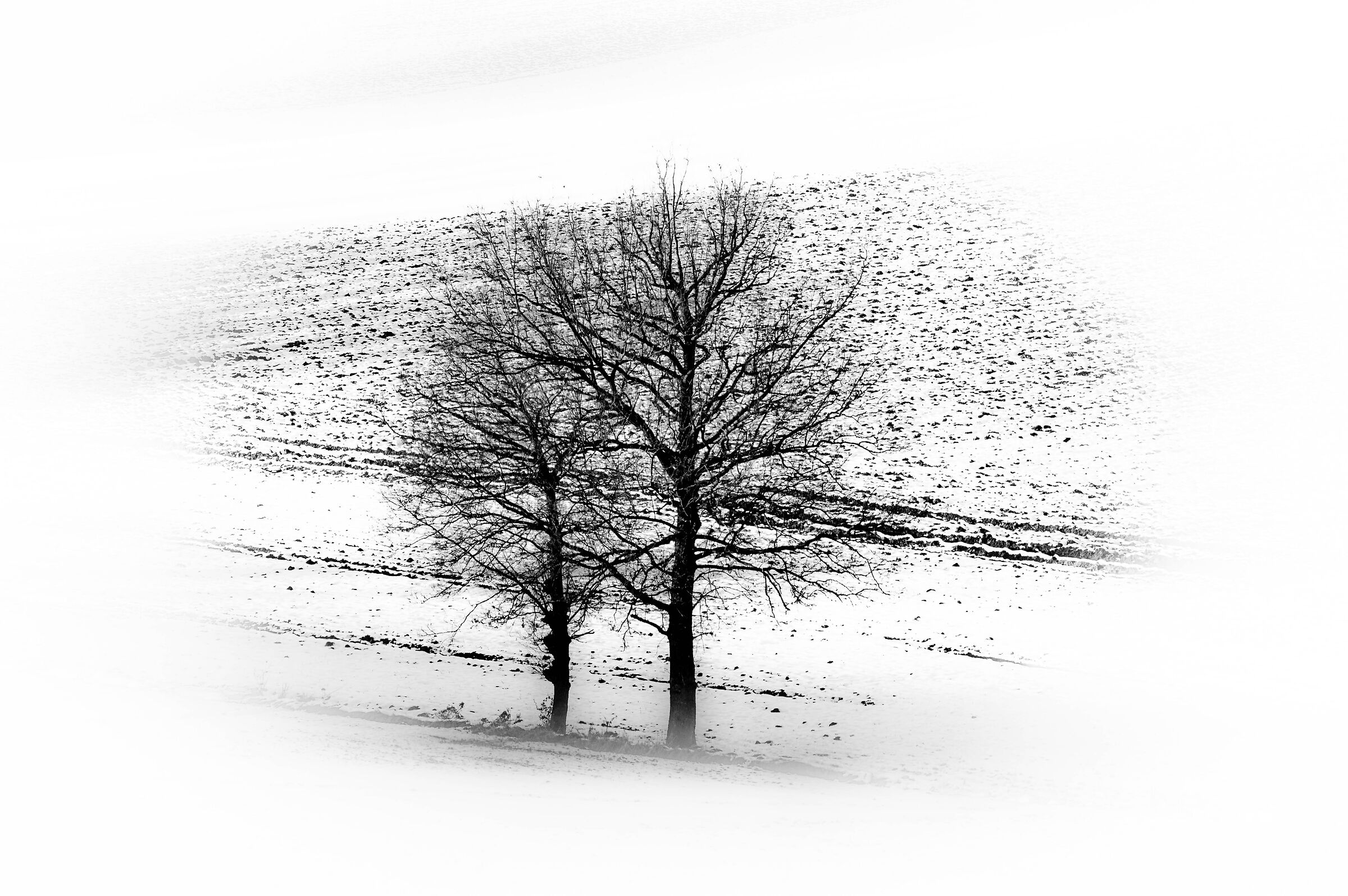 un albero nel bianco