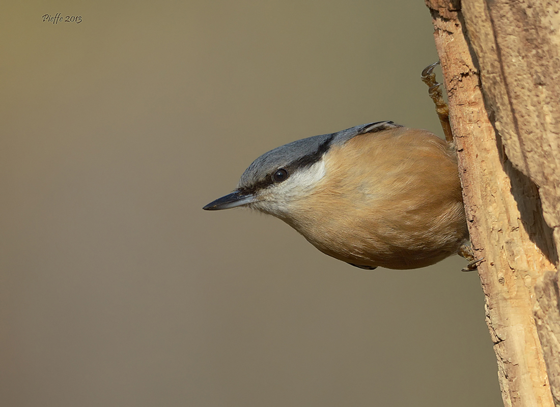 Woodpecker Mason ...
