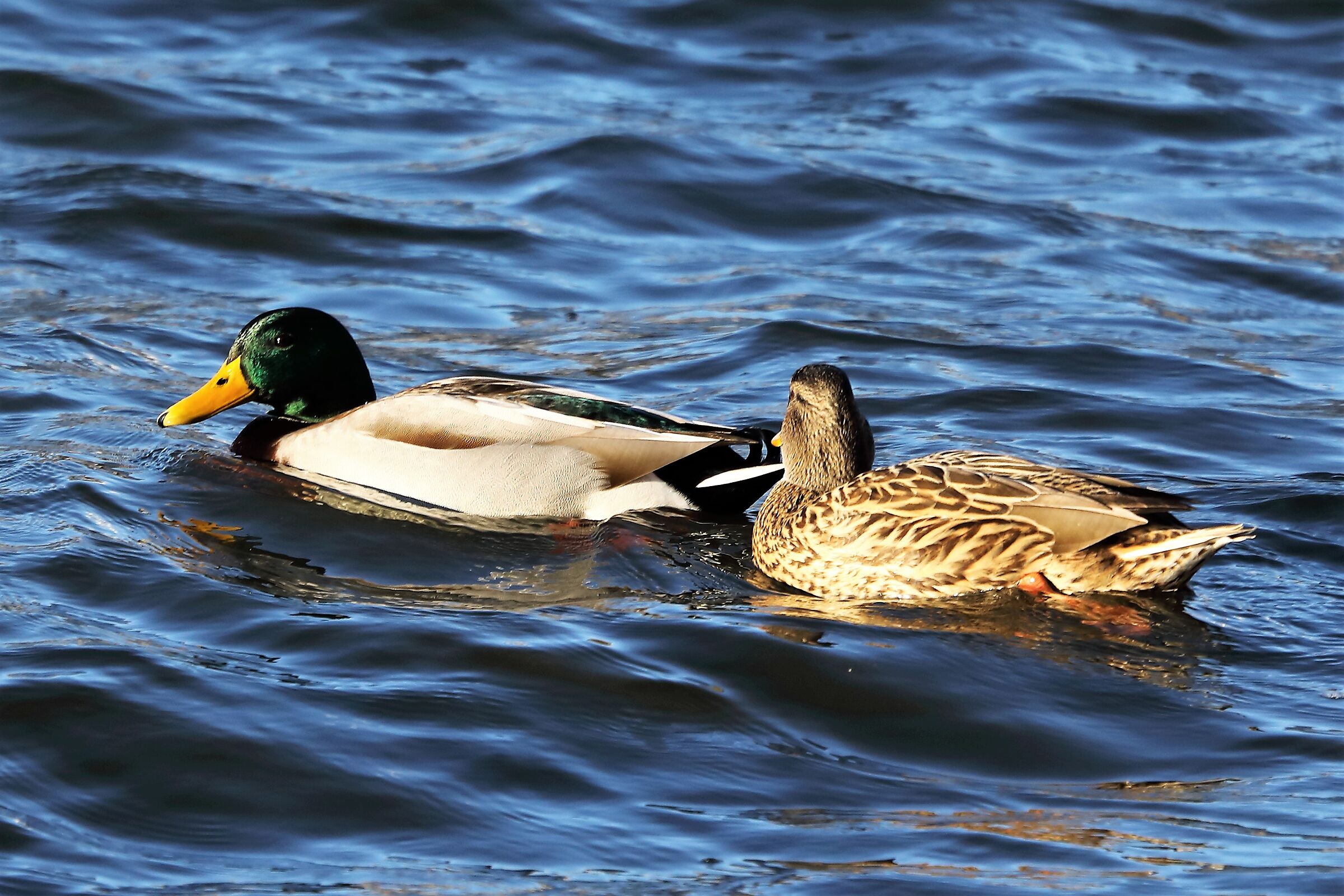 pair of mallards