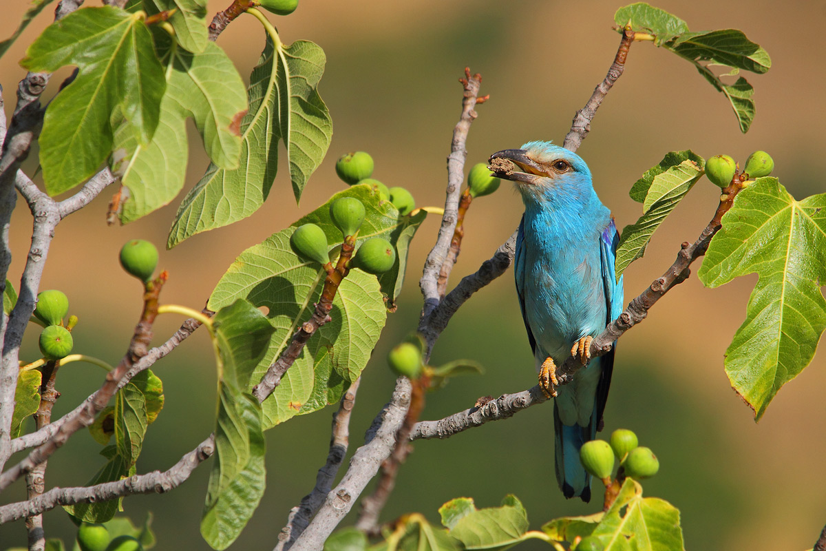 European roller