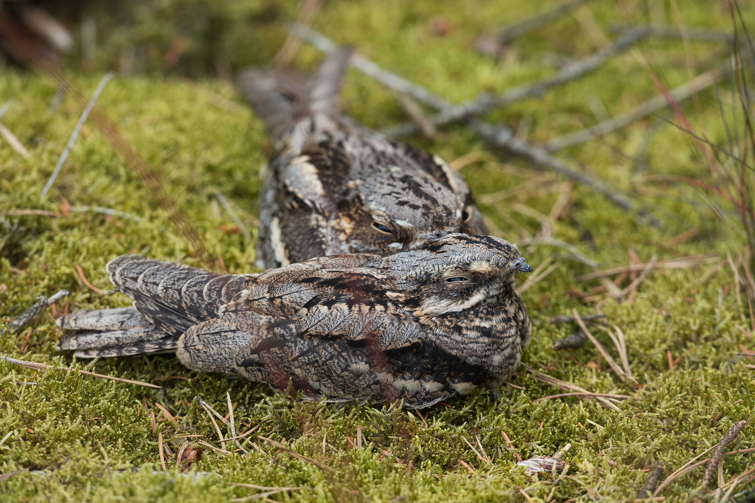 European nightjar
