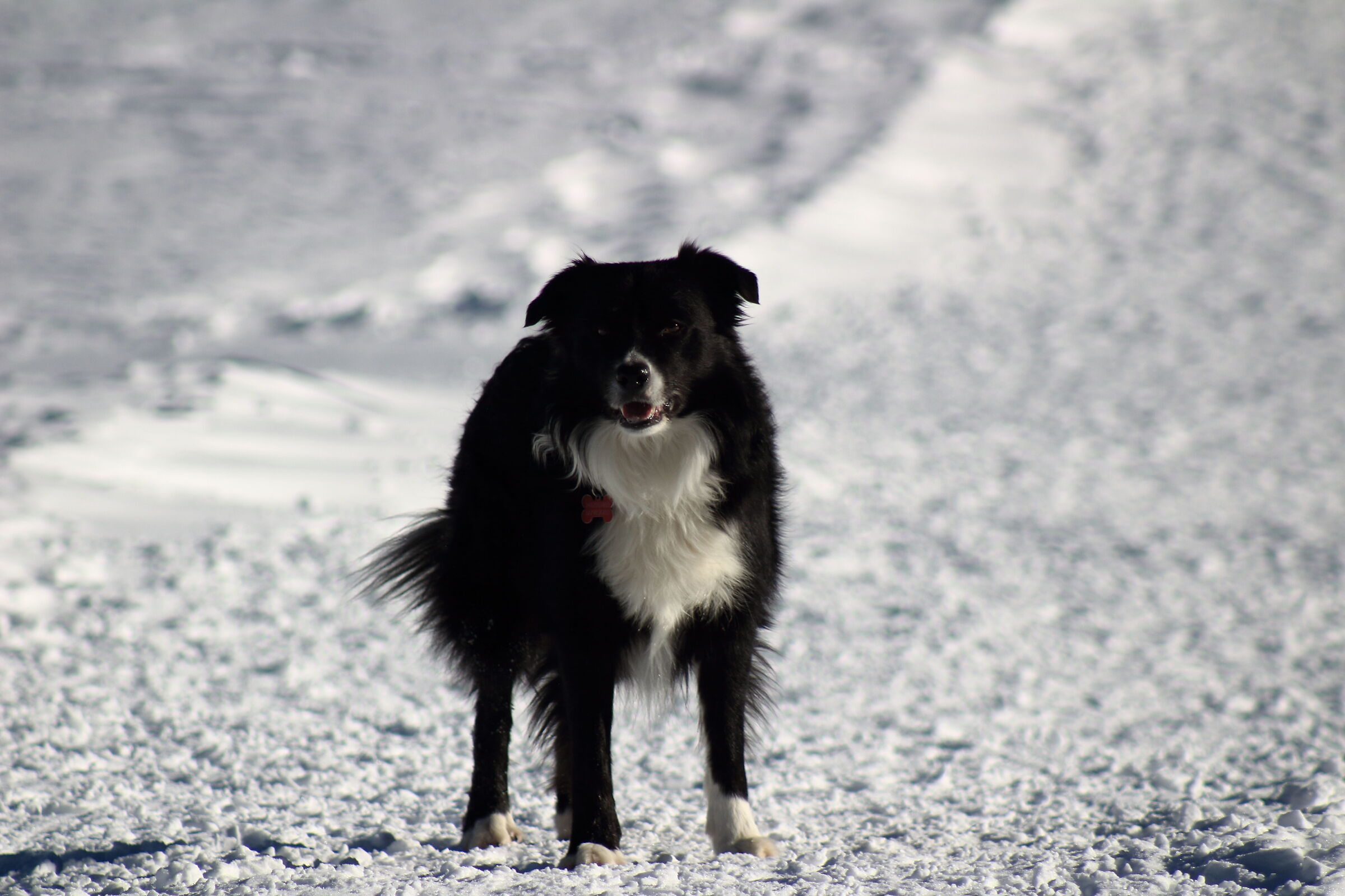 black&white on the snow