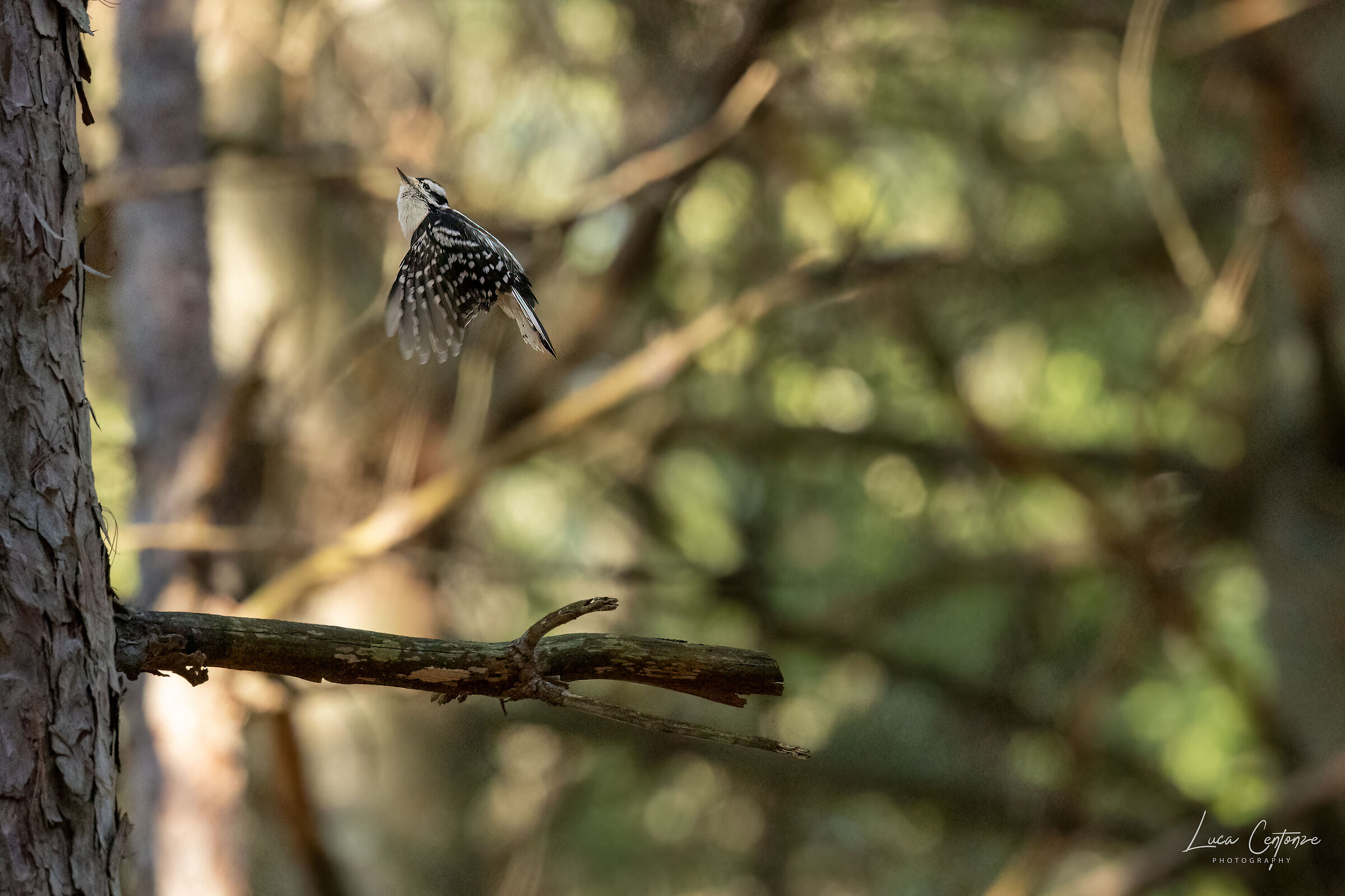 Il decollo del picchio