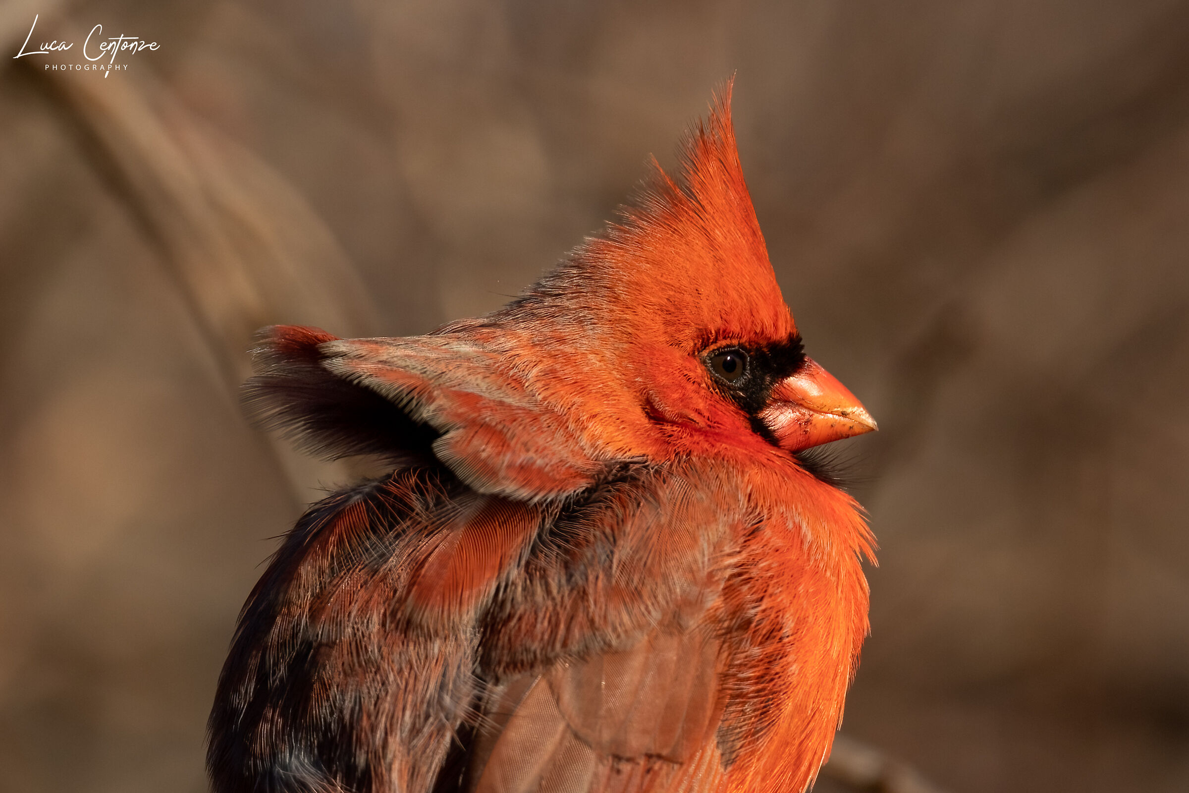 Ritratto di Northern Cardinal in una giornata ventosa