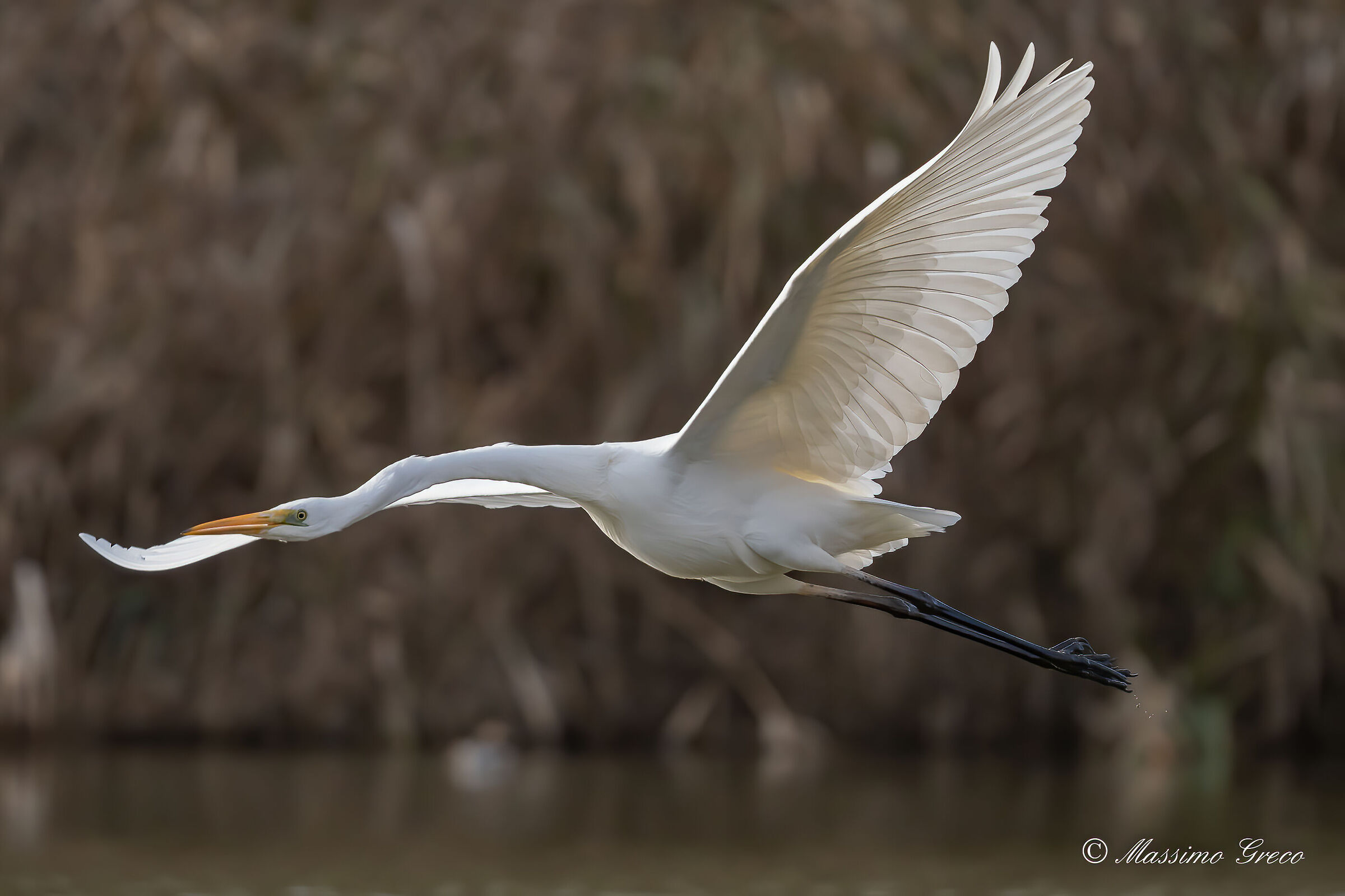 Airone bianco maggiore (Casmerodius albus)