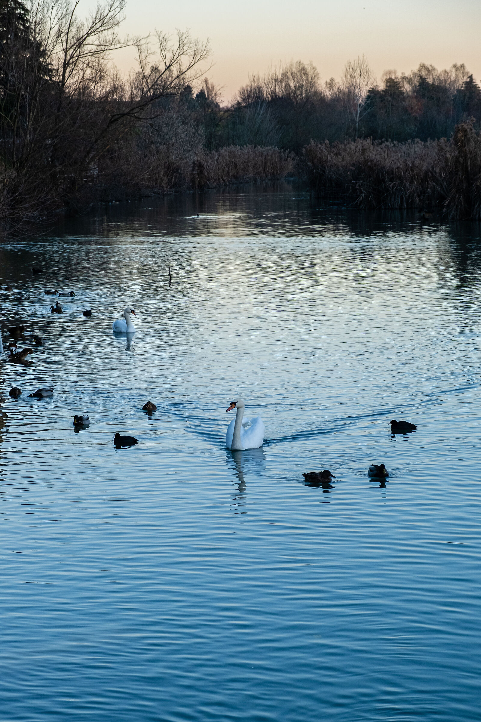 Cigno - Parco lago Nord