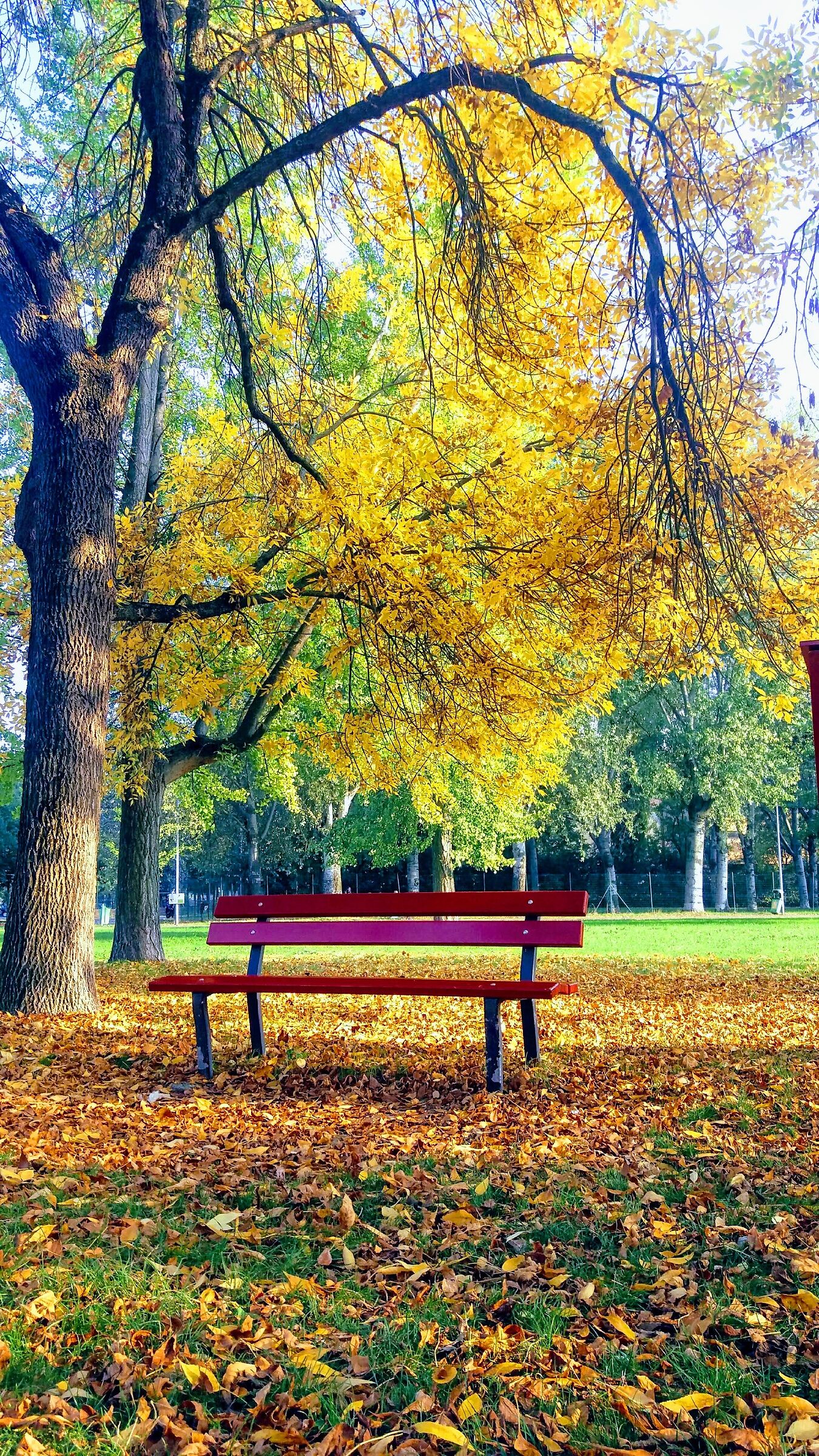 passeggiando al parco