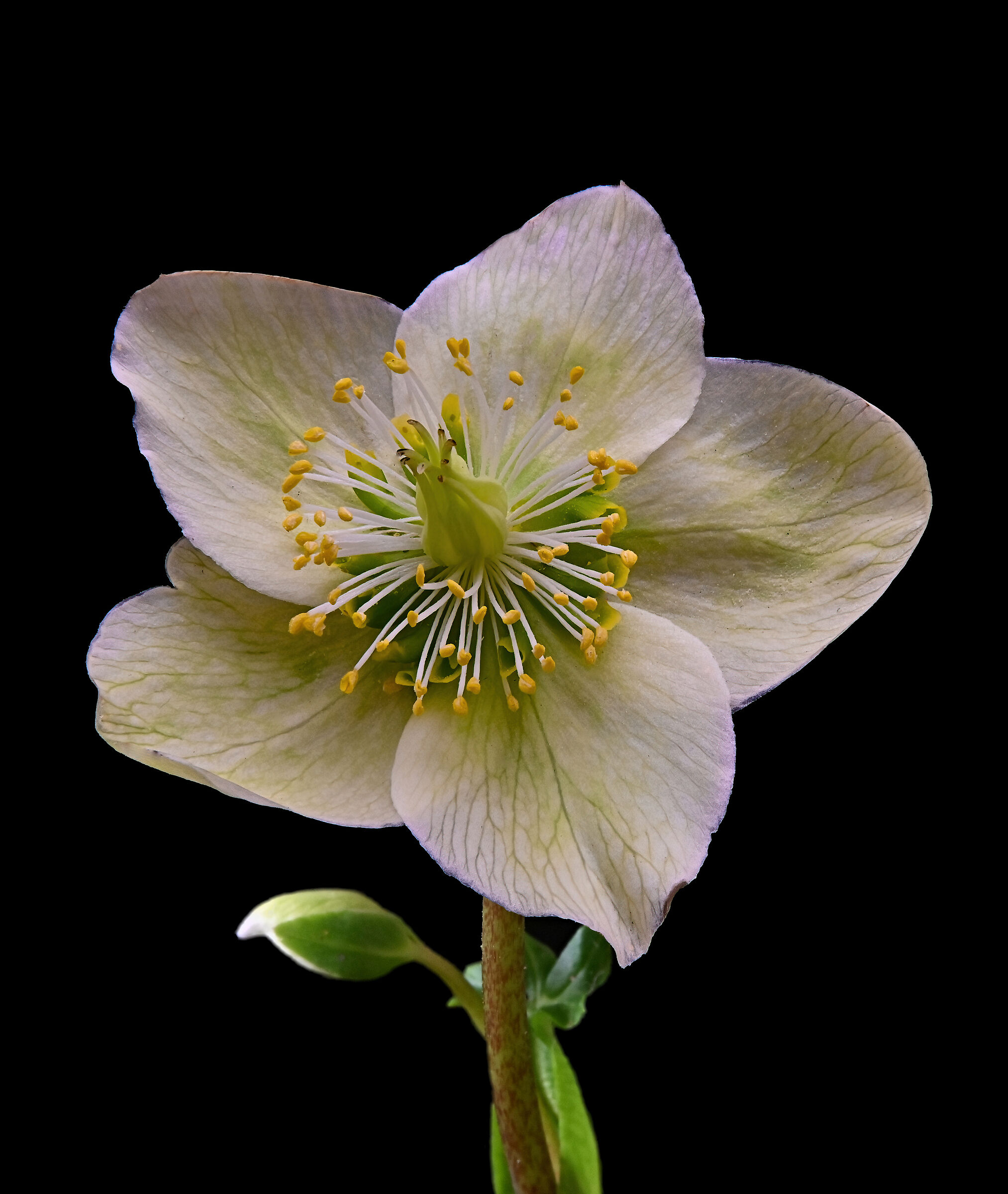 Christmas Rose