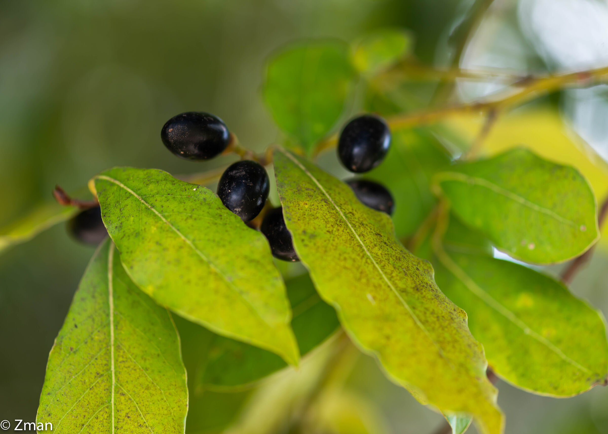 Bay Olives and Leaves
