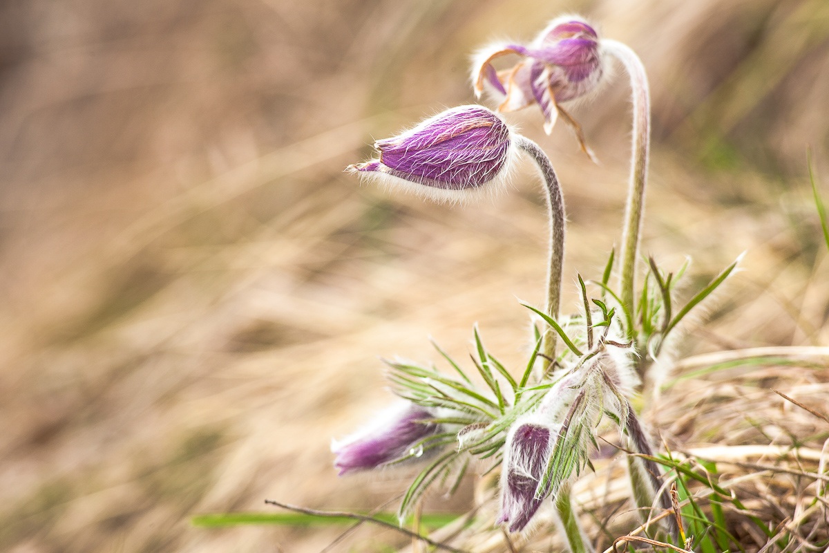 Pulsatilla montana