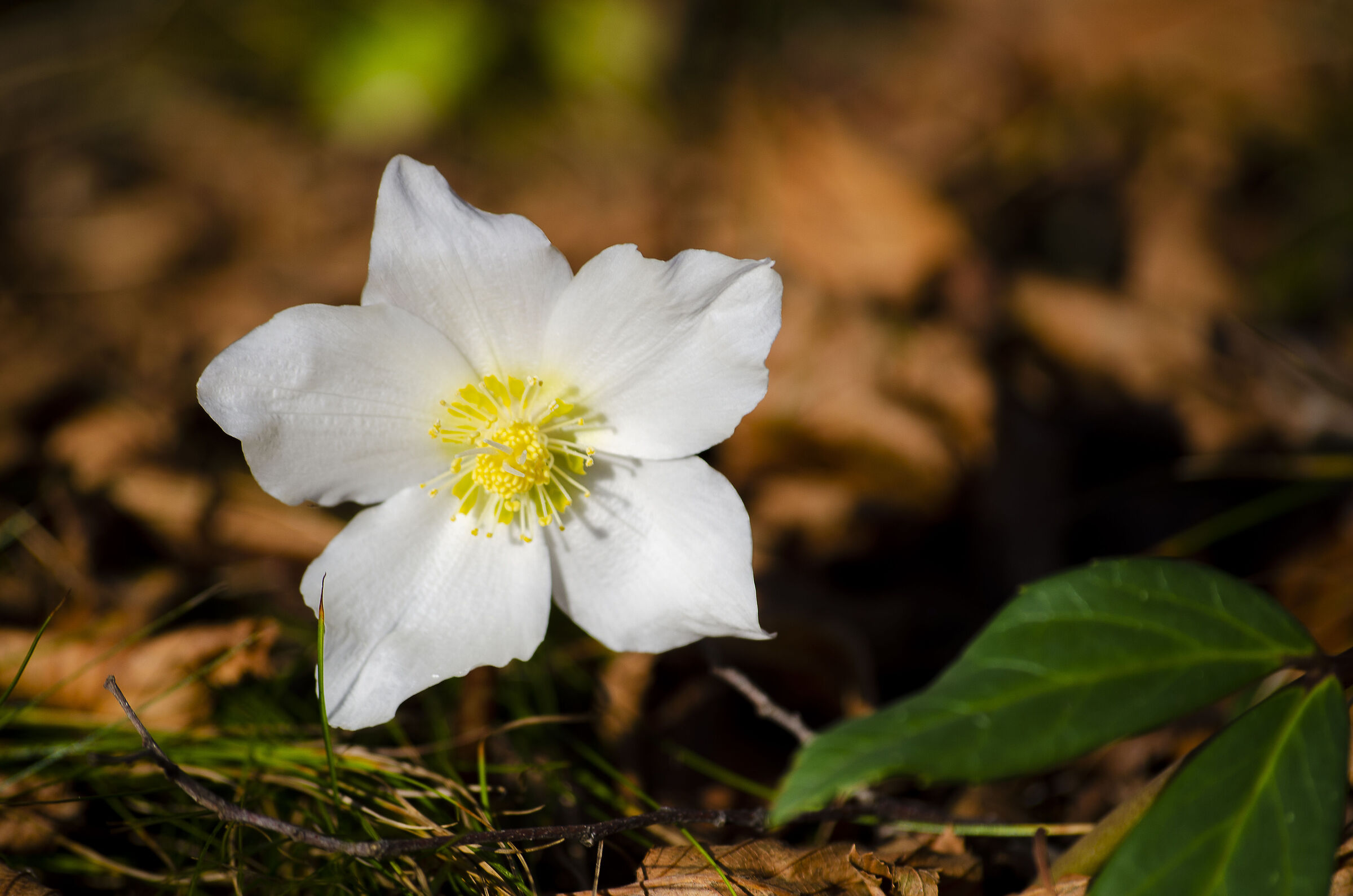 Snowdrop