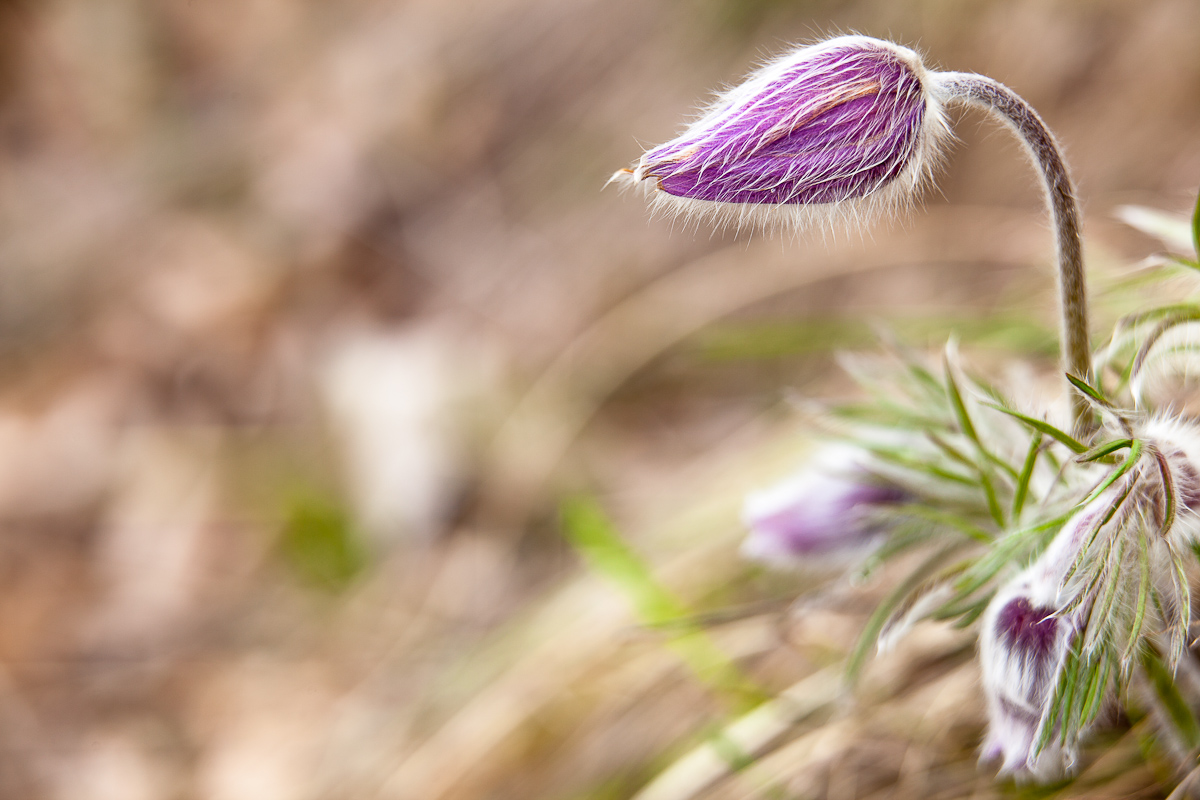 Pulsatilla montana
