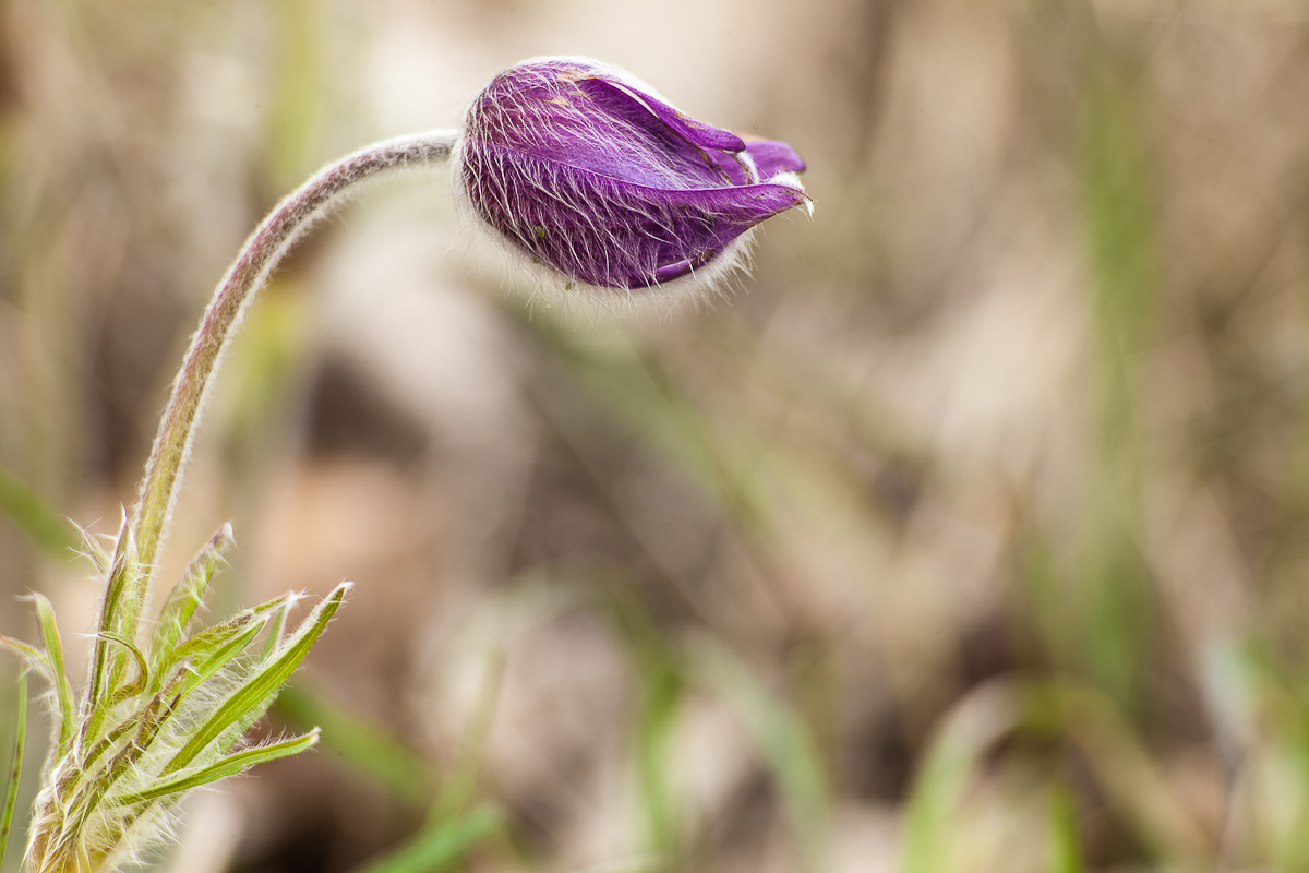 Pulsatilla montana